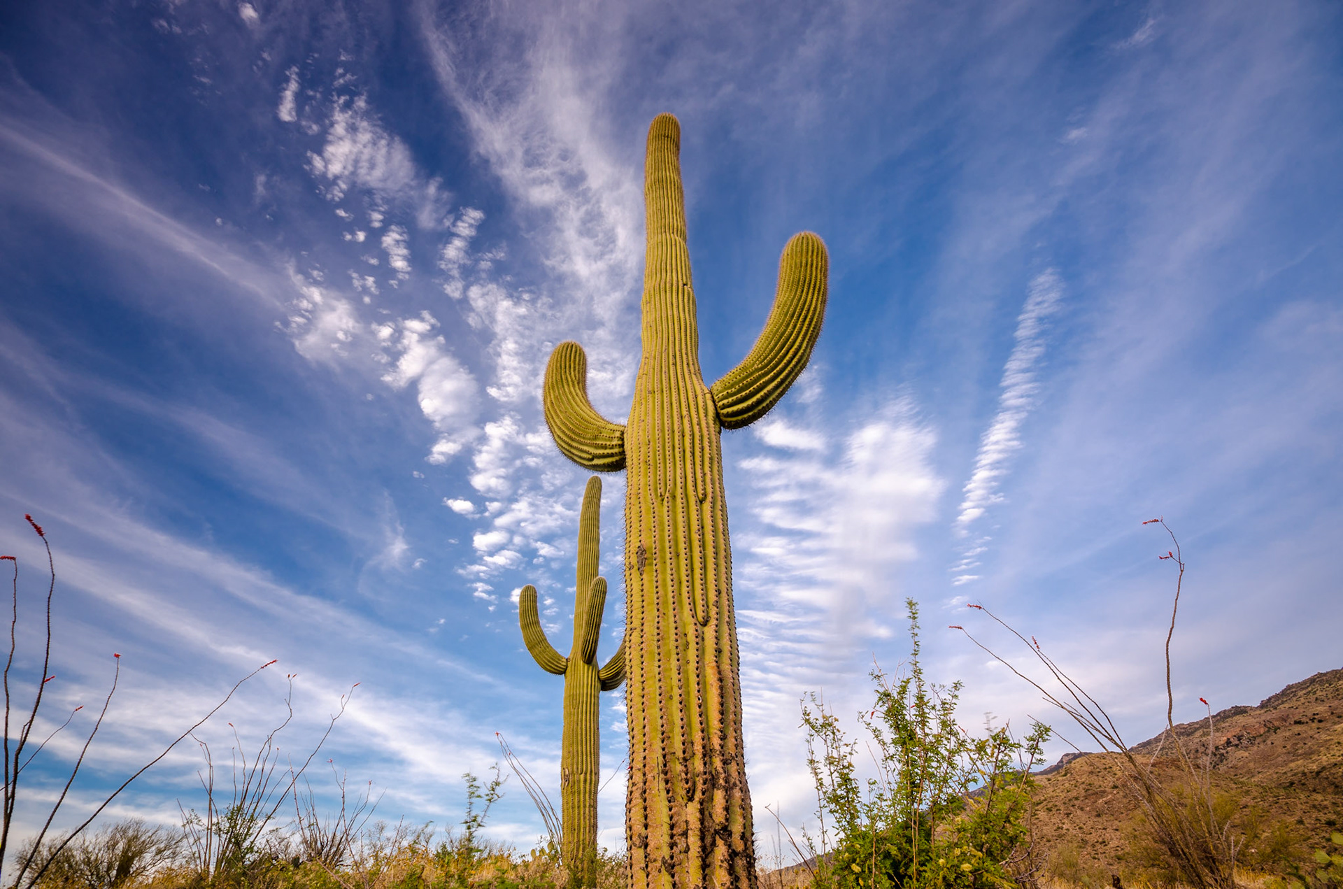 SAGUARO NATIONAL PARK