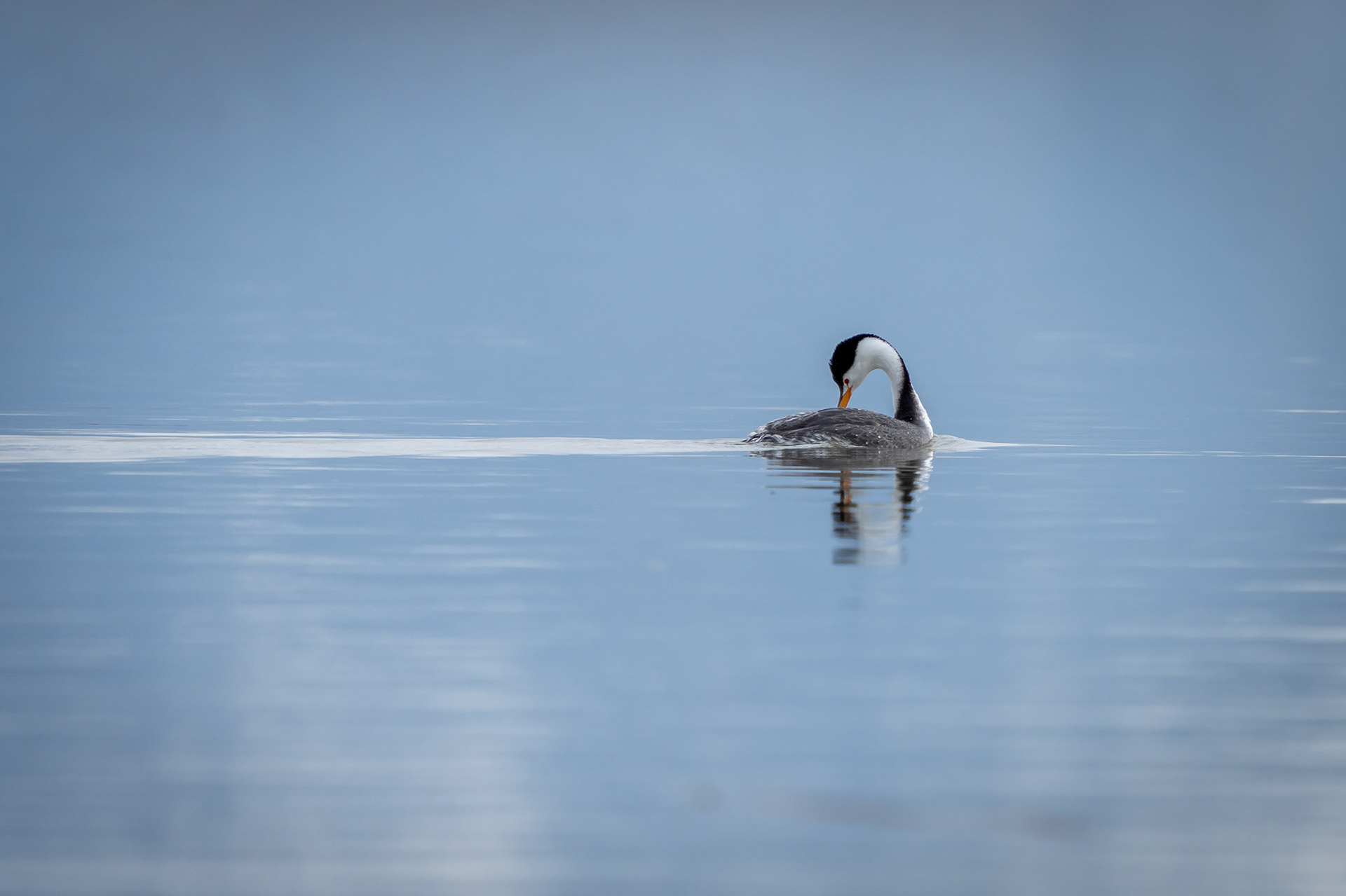 Bear River Refuge, Utah