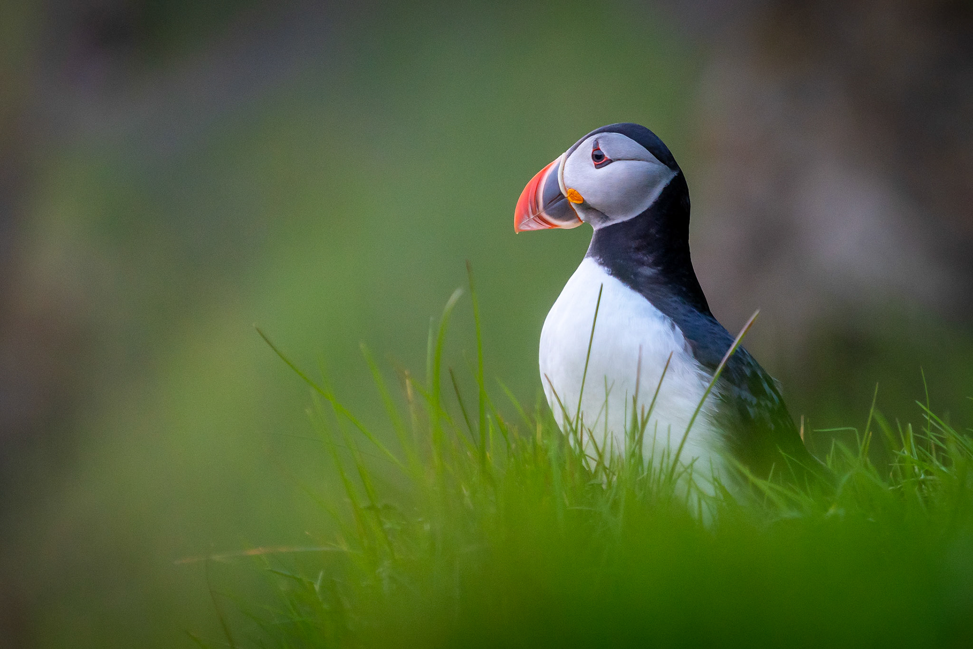 Vestmannaeyjar Island, Iceland