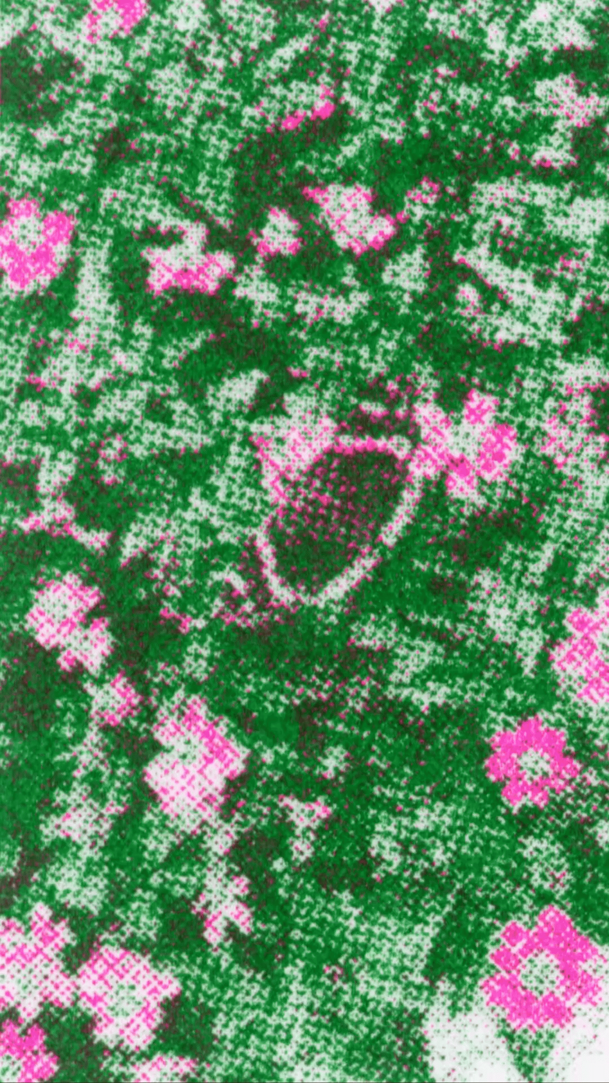 Butterfly Riso Animtion