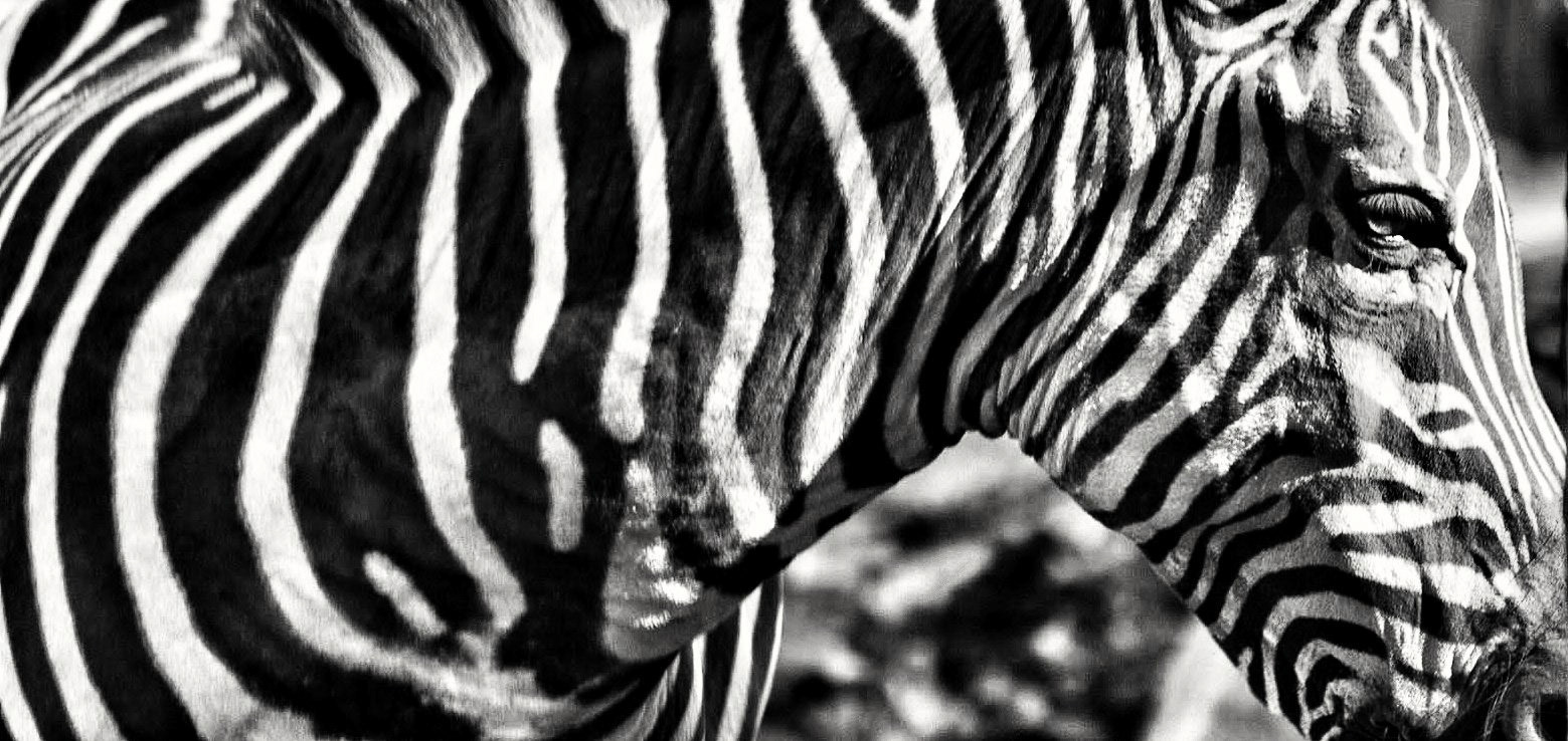 Des lignes, dling, ding.