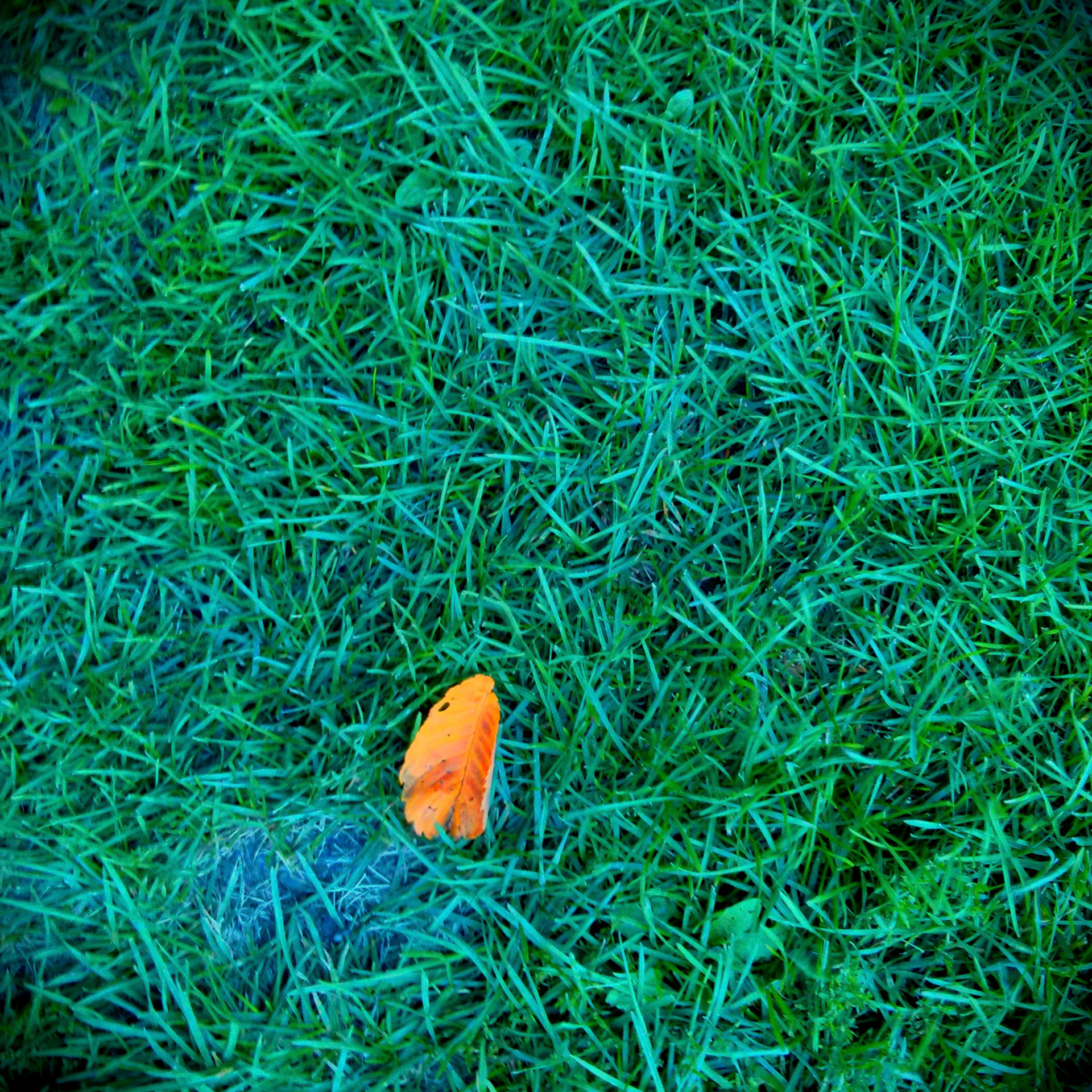 Là où je marche, les feuilles laissent tomber les arbres.