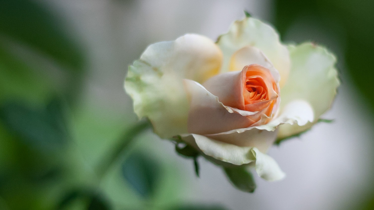 Projet 52Le bokeh (/bo.kɛ/) désigne la texture, le rendu du flou hors du champ de netteté (devant et derrière) la distance de focalisation d'une photographie. (Wikipédia)---Project 52In photography, bokeh (/ˈboʊkə/ BOH-kə or /ˈboʊkeɪ/ BOH-kay; Japanese: [boke]) is the aesthetic quality of the blur produced in out-of-focus parts of an image. (Wikipedia)