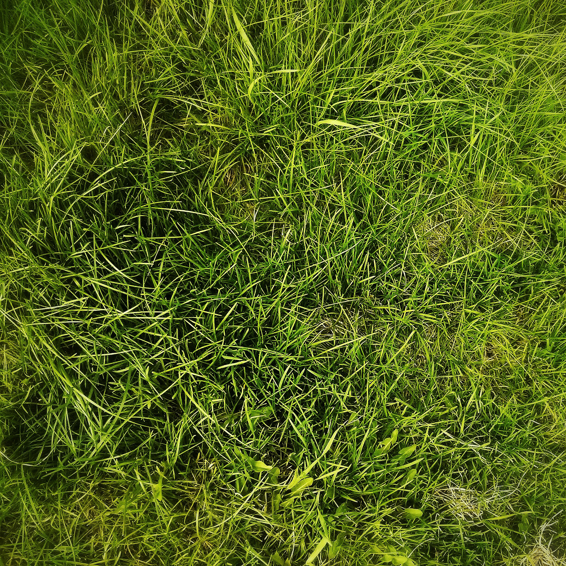 Là où je marche, la nature reprend du poil de la bête.