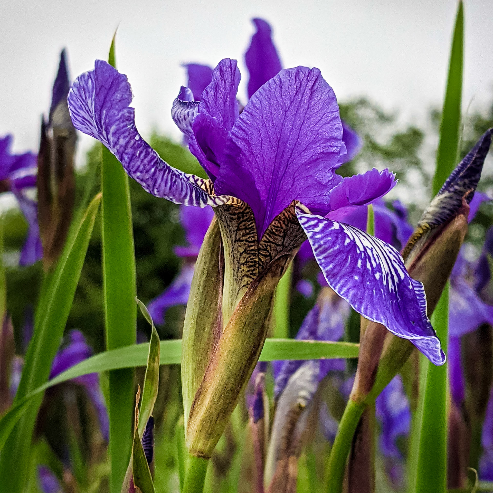 Iris