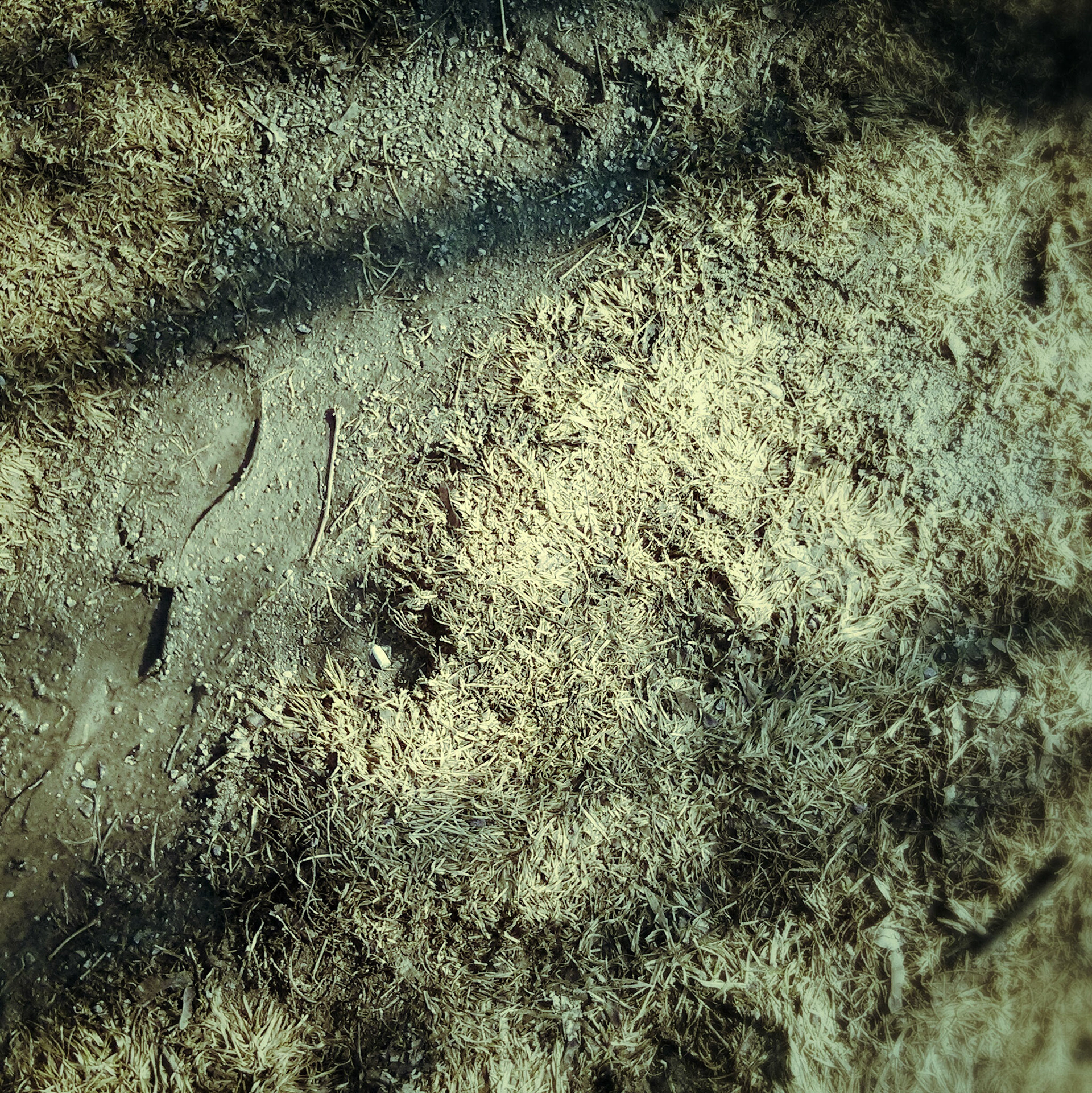 Là où je marche, la terre est encore gorgée d'hiver.