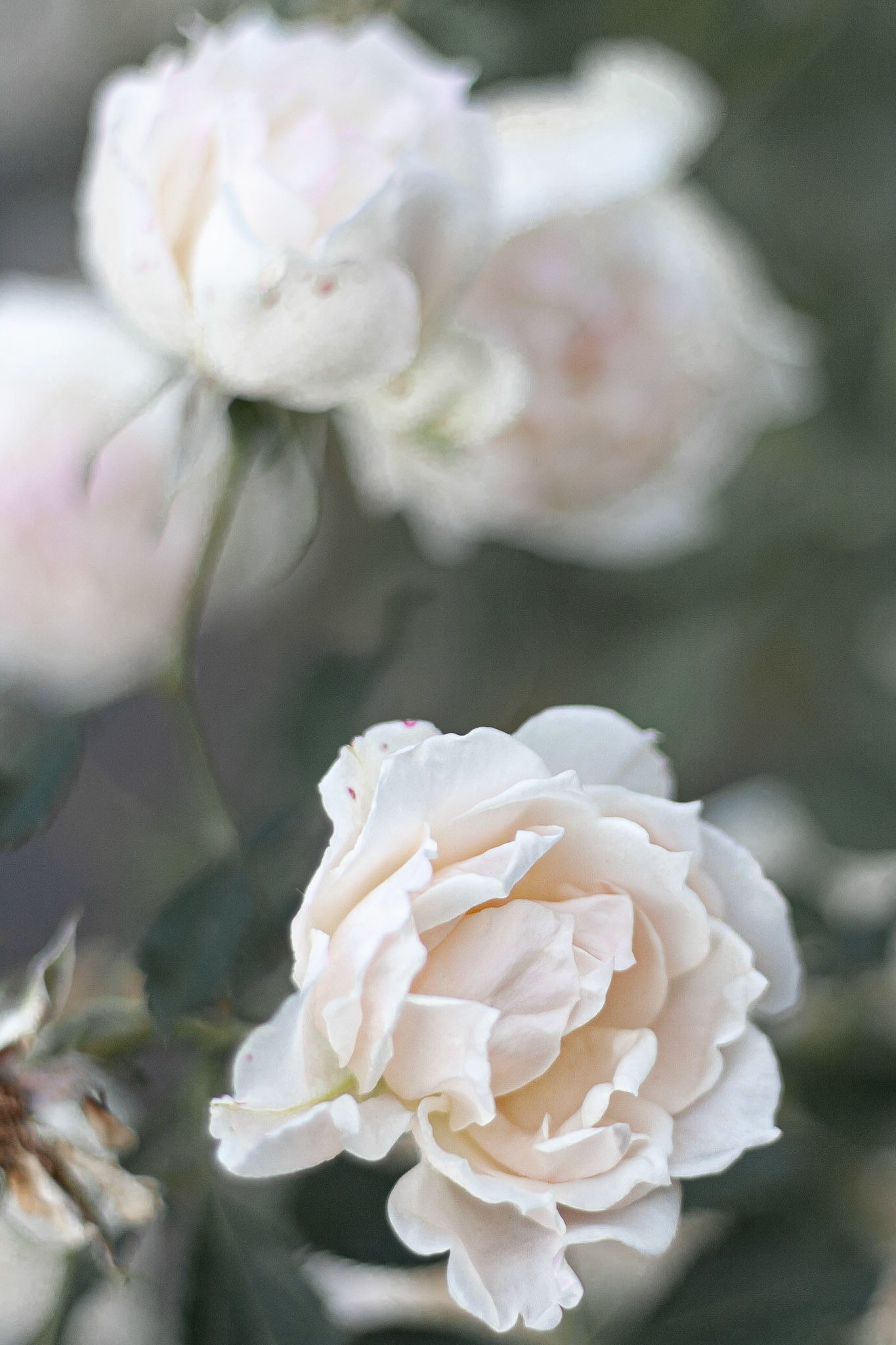 Rose est son nom - Rose is her name