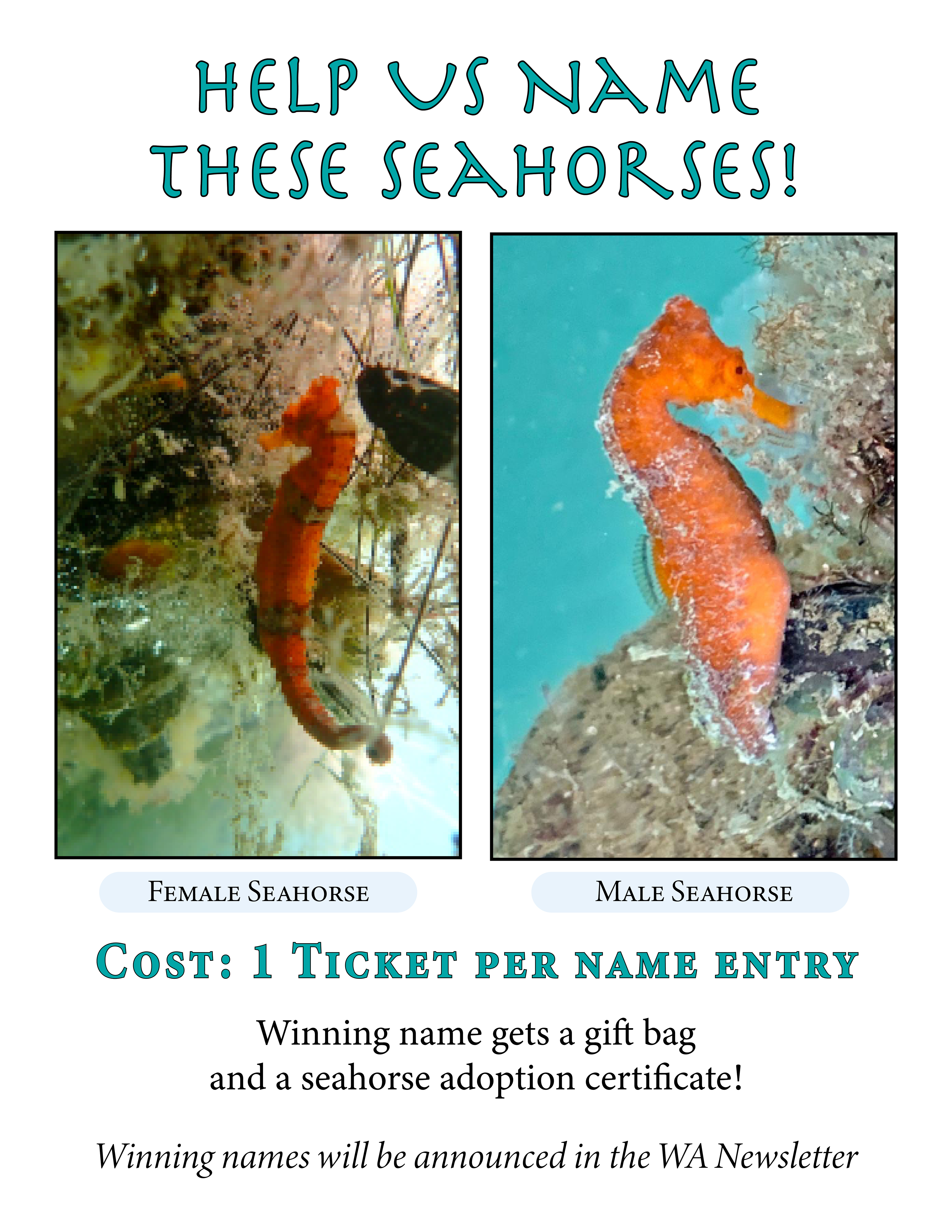 WASP Name A Seahorse Fundraiser Flyer