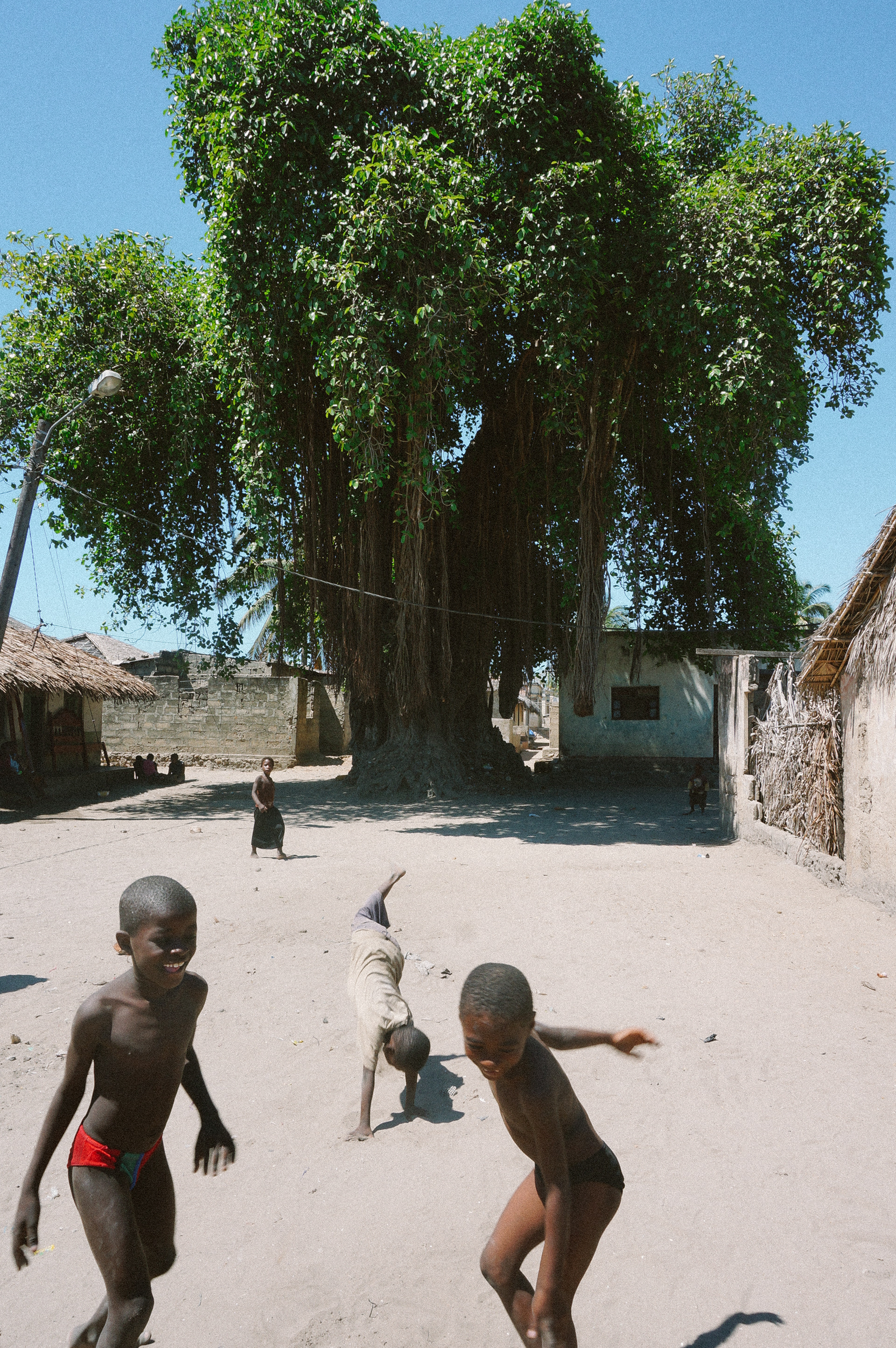 The Old Tree - Mozambique