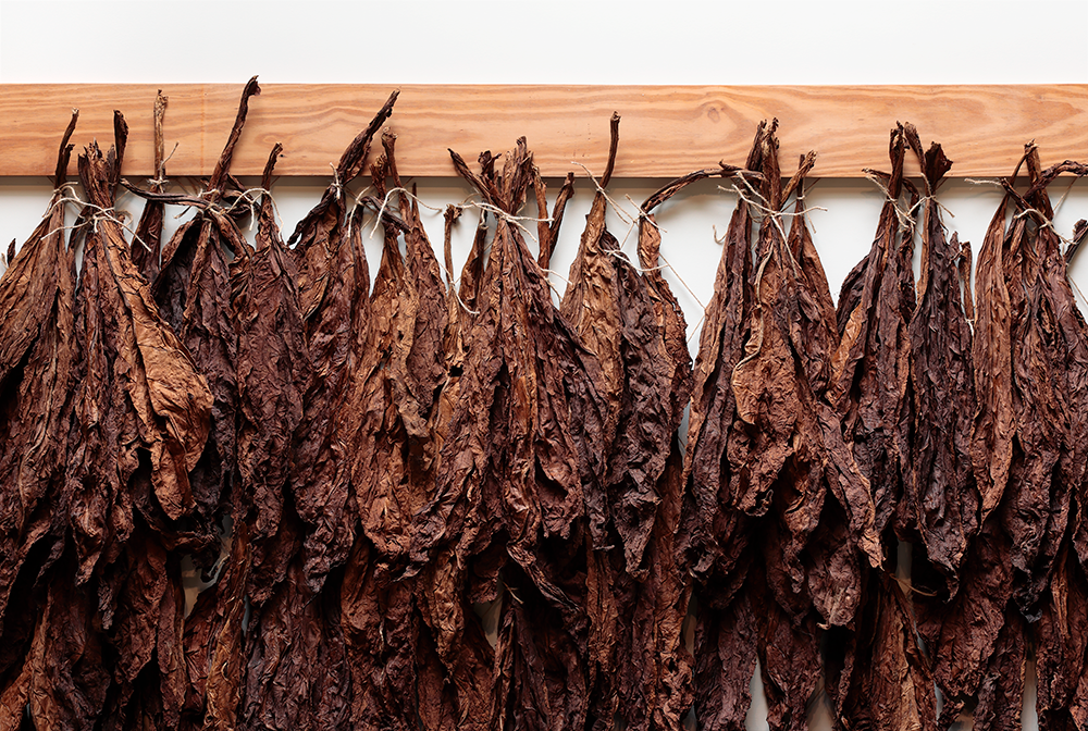 Virginia grown tobacco leaves are hung to a wooden post, activating the olfactory sense.