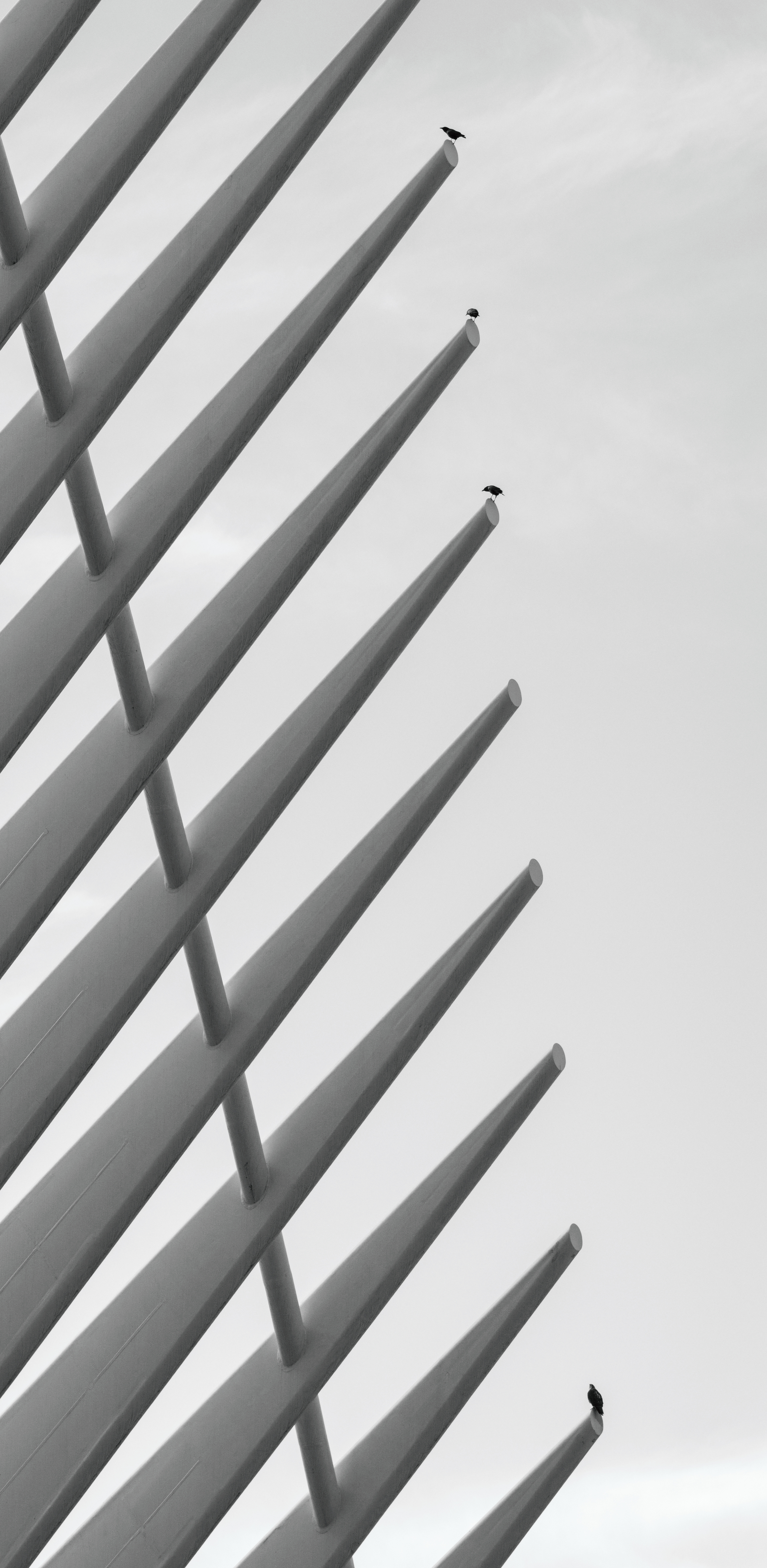 Crows and a Hawk