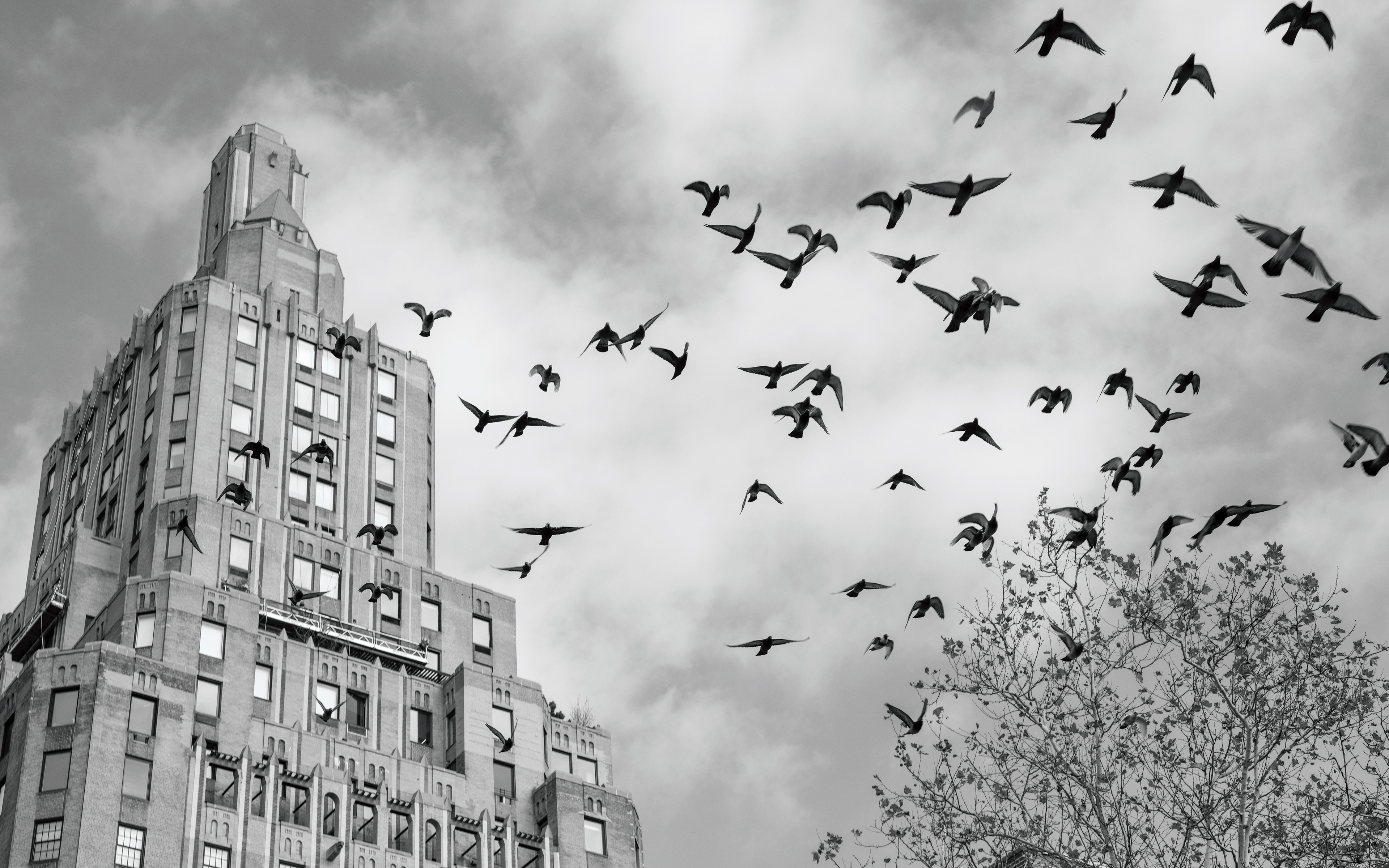 Flock