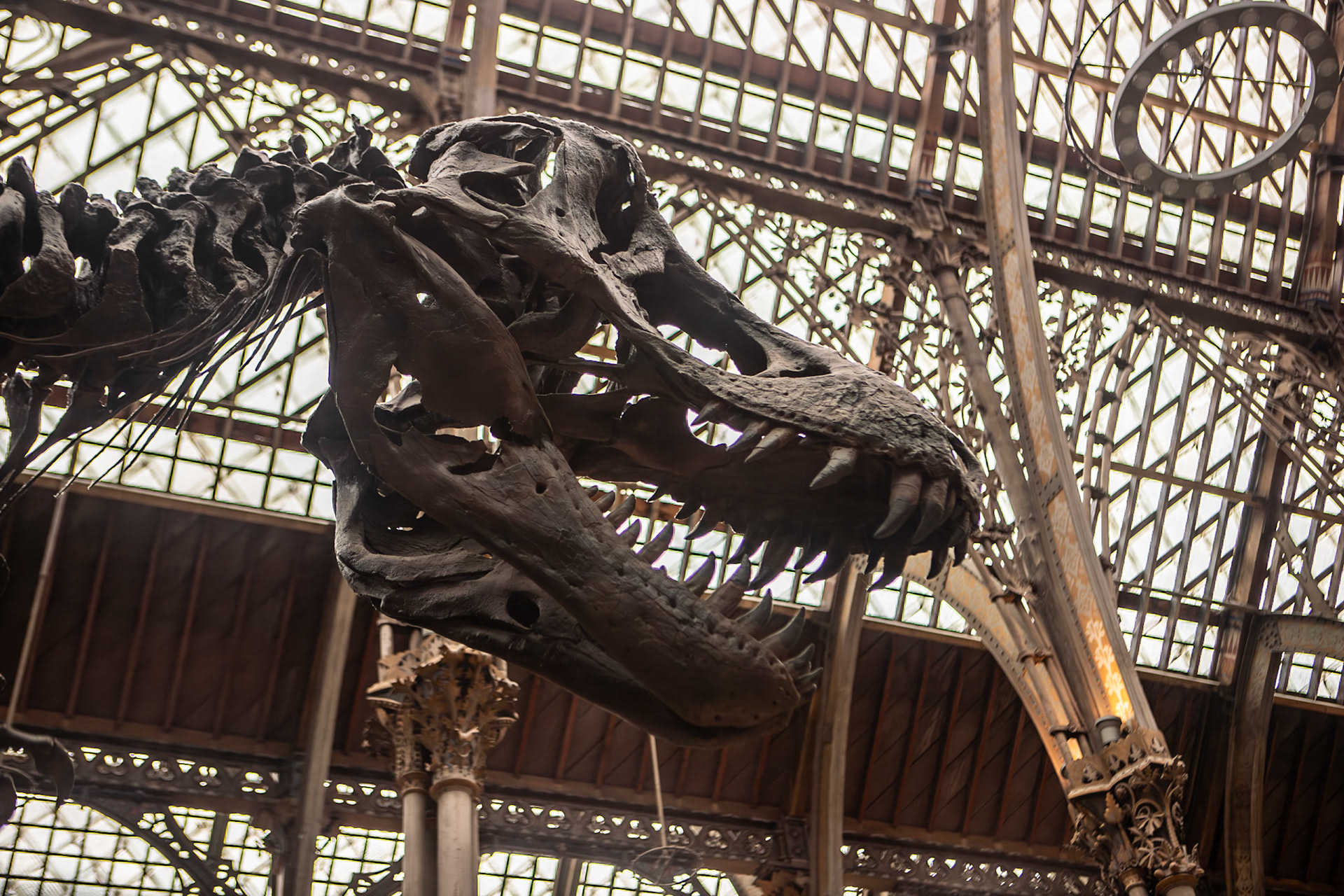 Natural History Museum, Oxford