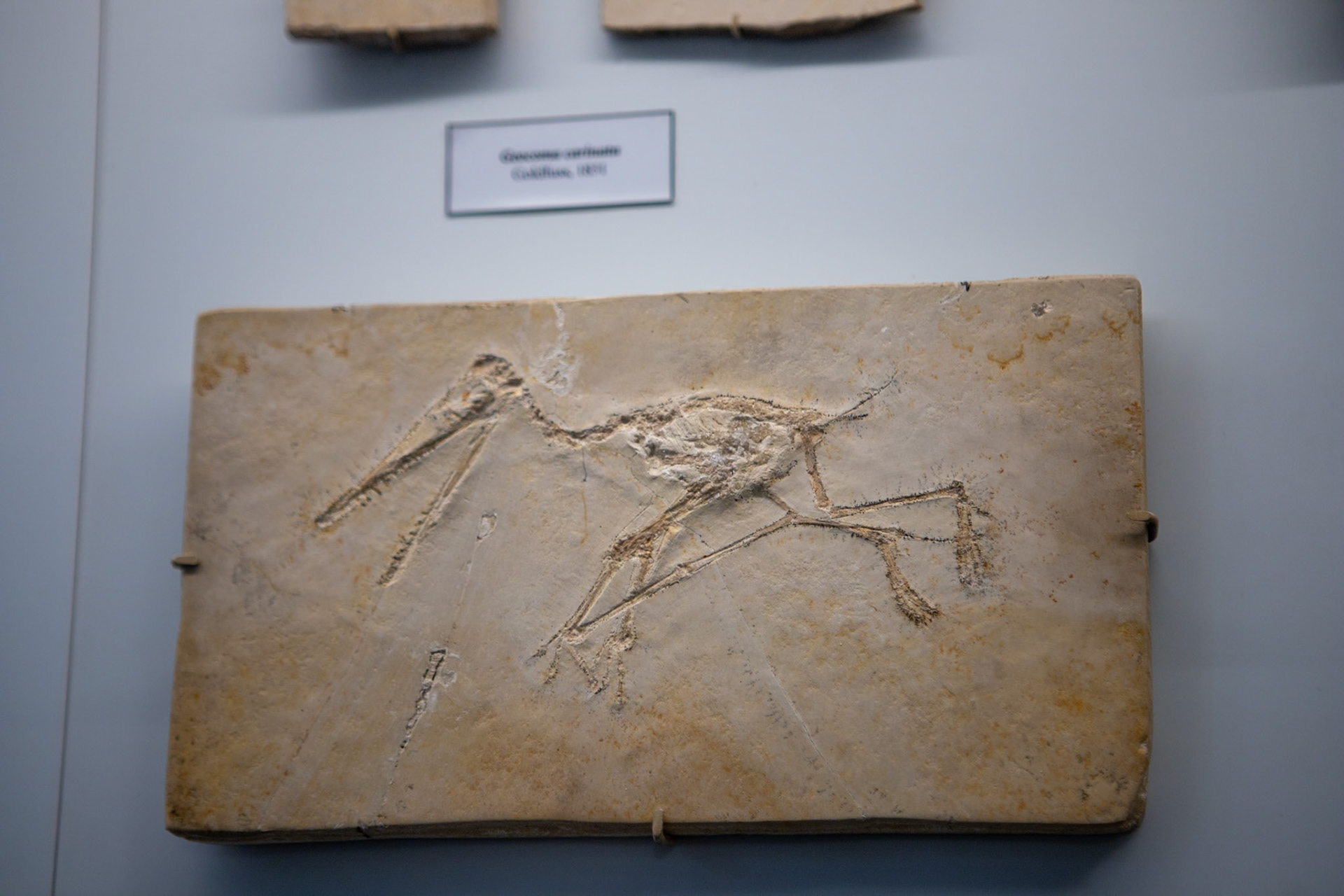 Natural History Museum, Oxford