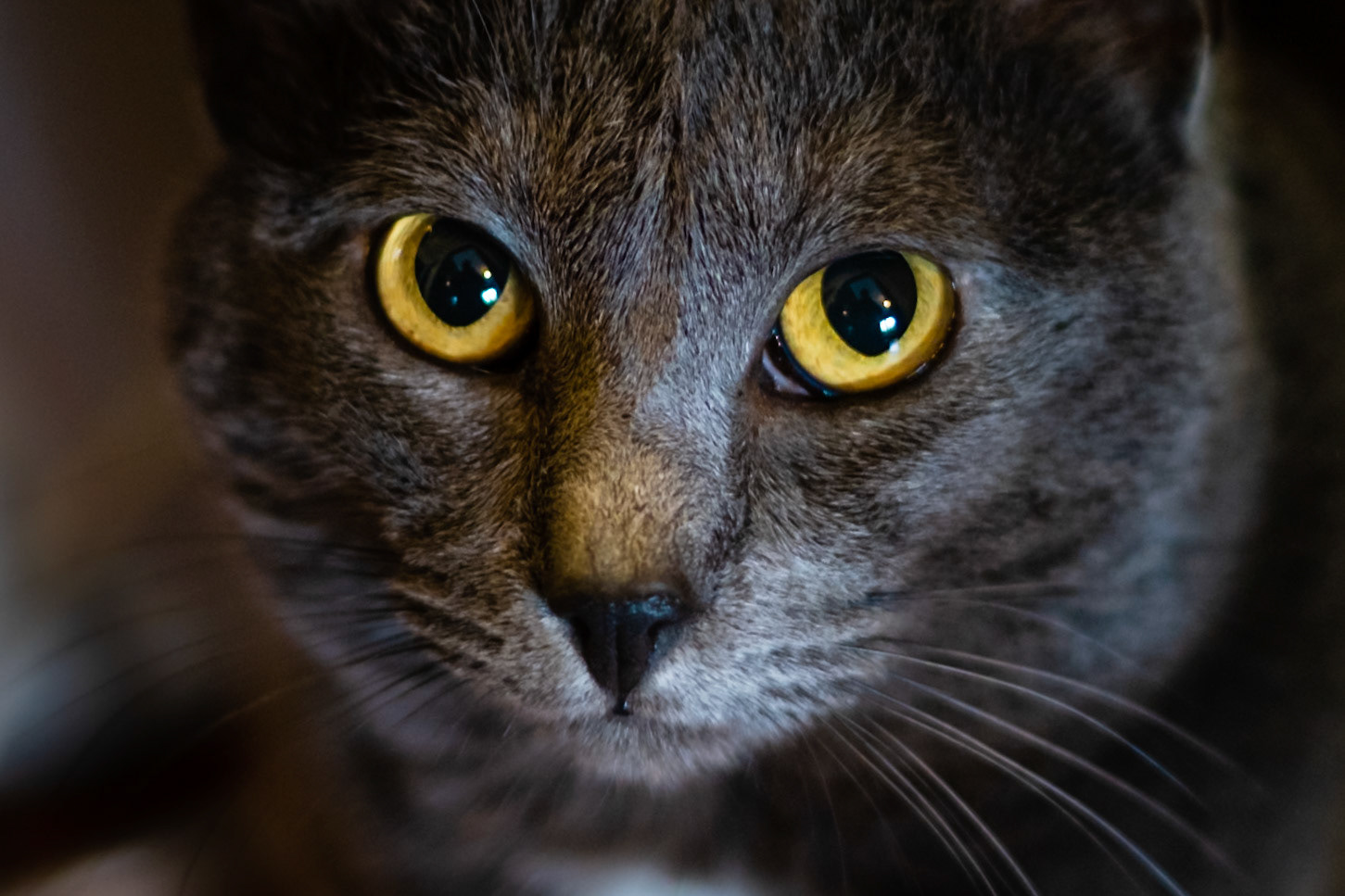 Moody close up of a cat focusing on its yellow and piercing eyes