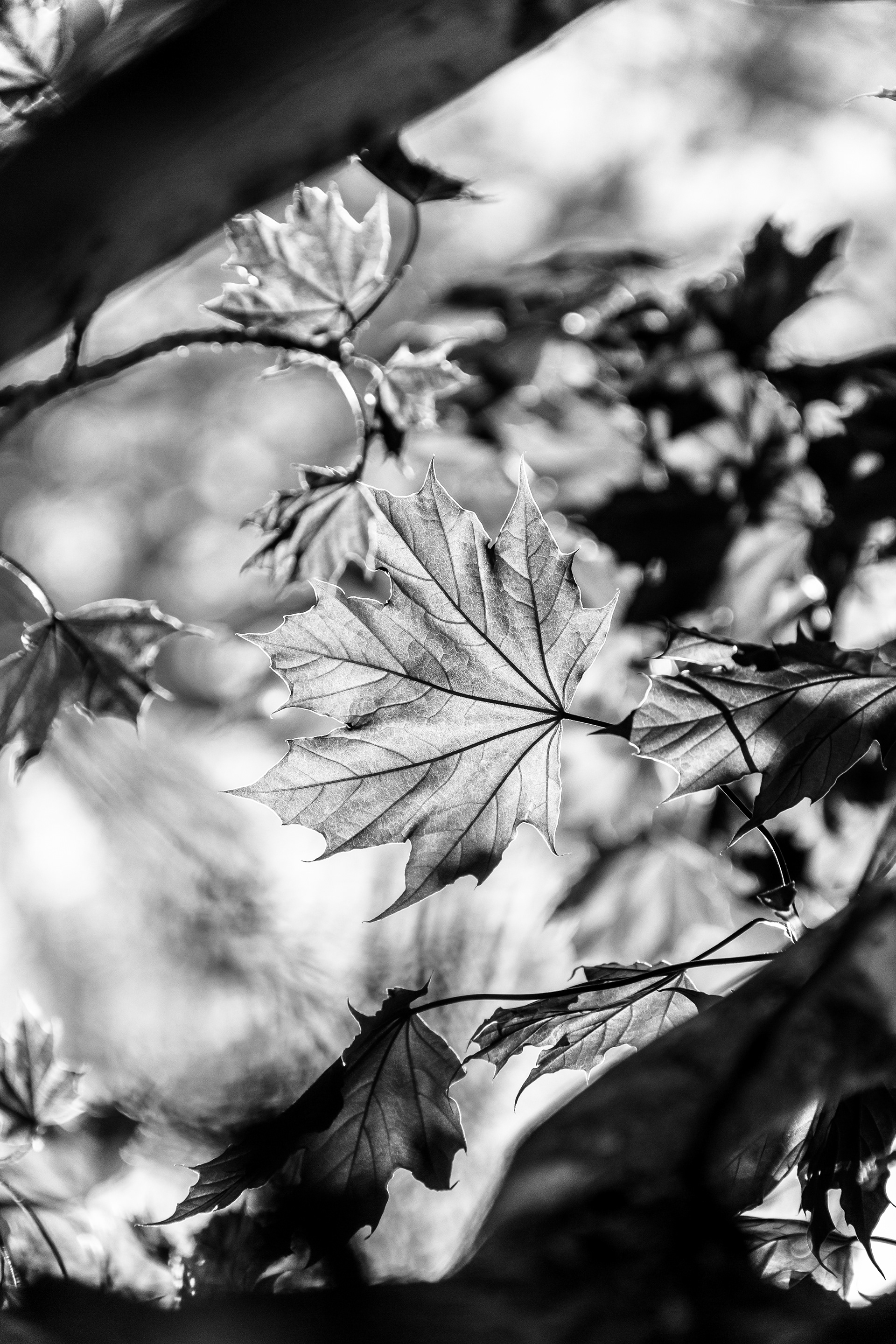 Fall Light no. 1 The sun was illuminating the leaves & you could see right through them. They seemed to glow & radiate with this amazing energy.
