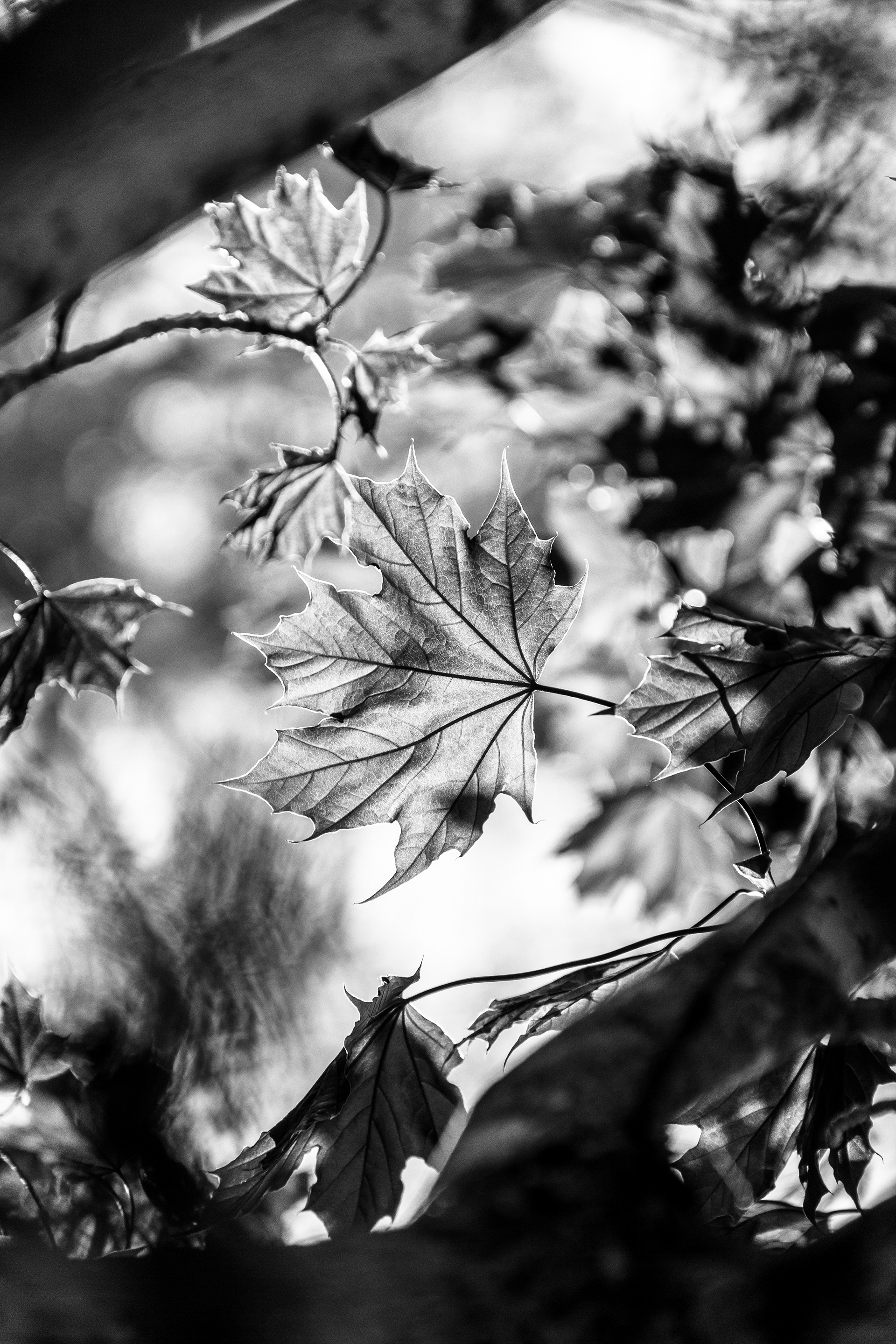 Fall Light no. 3 The sun was illuminating the leaves & you could see right through them. They seemed to glow & radiate with this amazing energy.