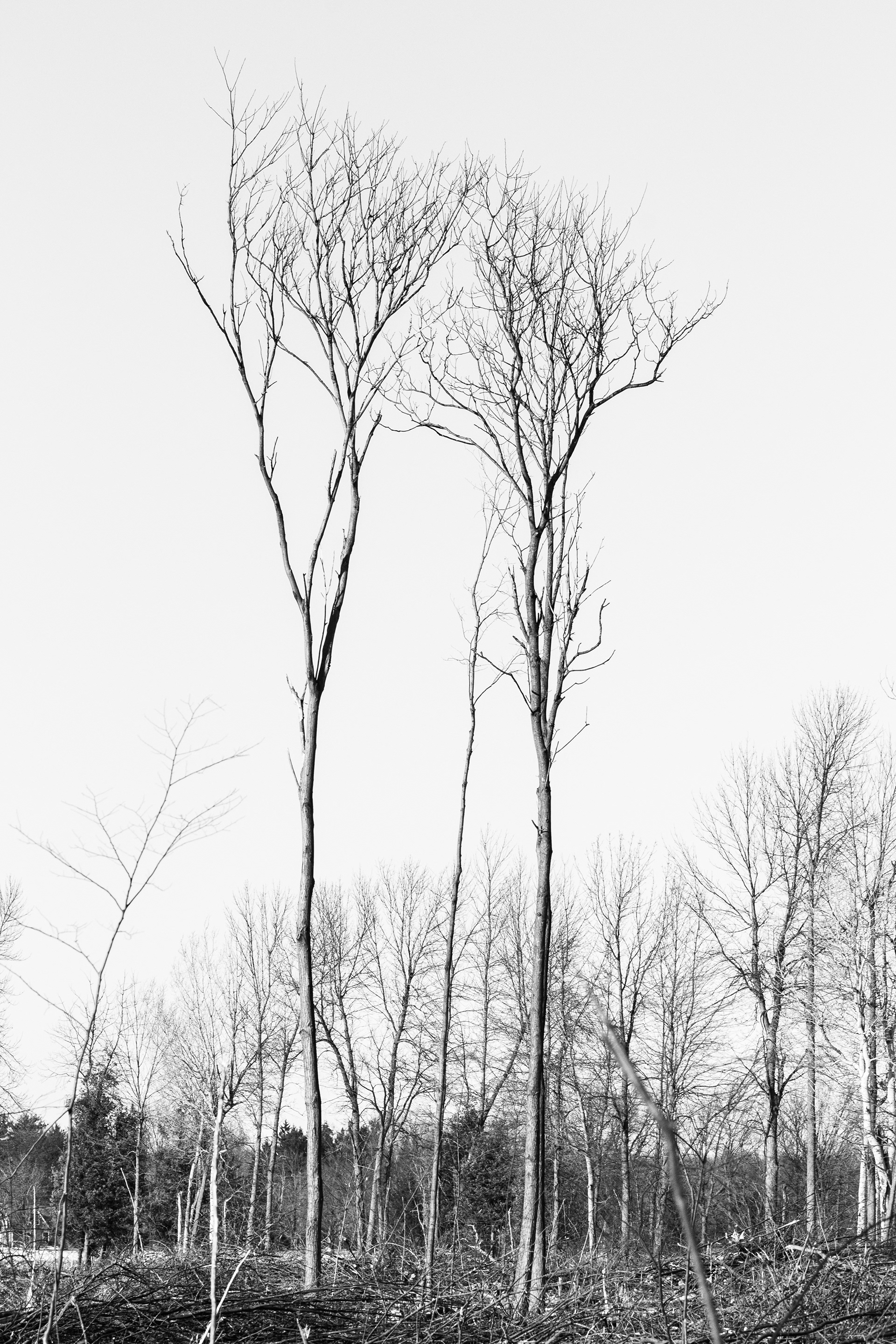Tilt no. 3 "Standing in a sea of the dead." Farmers use massive felling machines to pull trees from would be fields like plucking eyelashes from eyelids with tweezers. These two trees are left standing in a filed of the dead as they ready for a crop of golden corn.