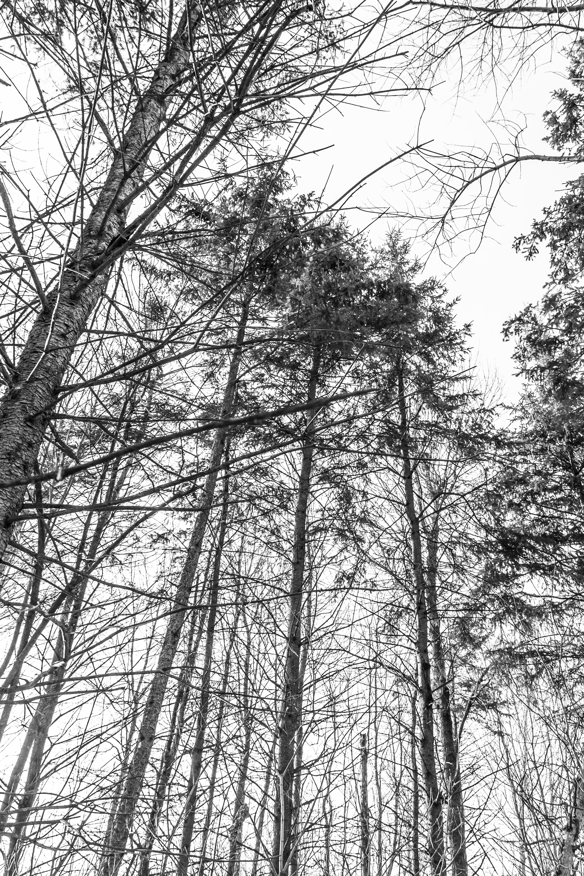 Look Up "All around us we are watched." I enjoy photographing trees in abstract & unique ways. I took a break from photographing thees a few years ago, after someone close to me, a fellow photographer, made a very sharp, off-handed comment about Ansel Adams & tree photography - while I was flipping through a book of his & relating it to my work. I am slowly building up a passion again for observing & collecting photos of these tremendous spiritual plants.