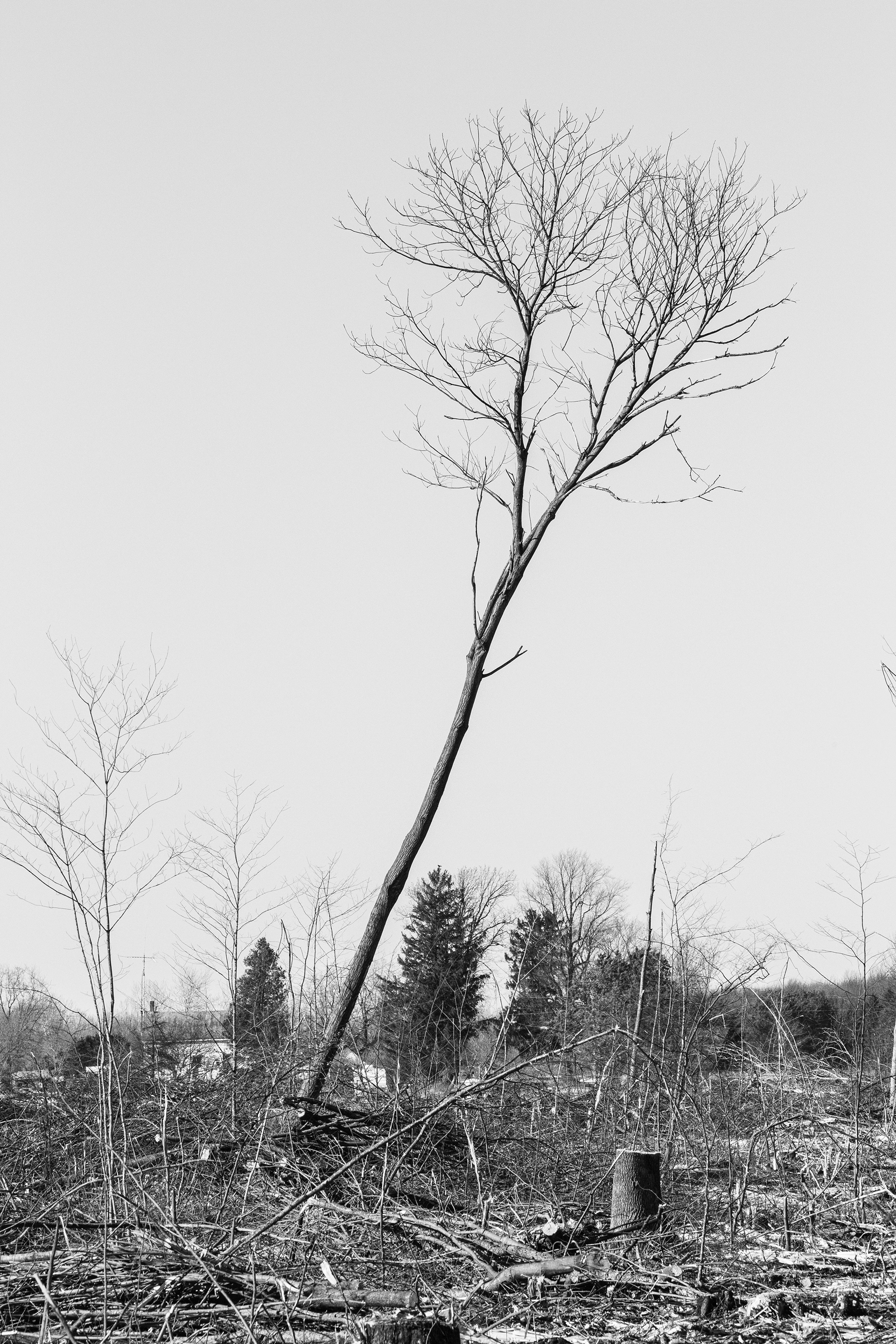 Tilt no. 2 The Tree stool tall & proud, almost totally unaware of its posture in life & unaware of its companion down the road.