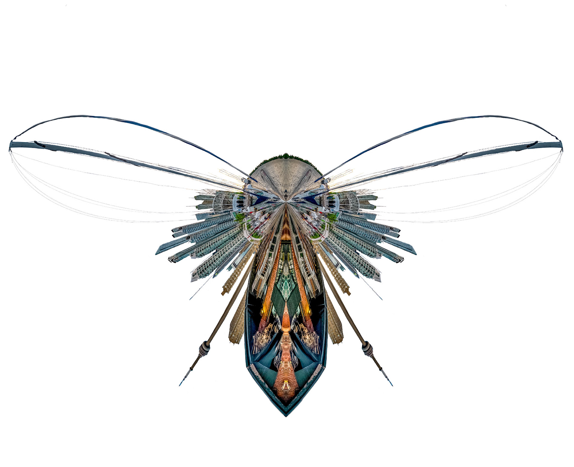 Harbourfly