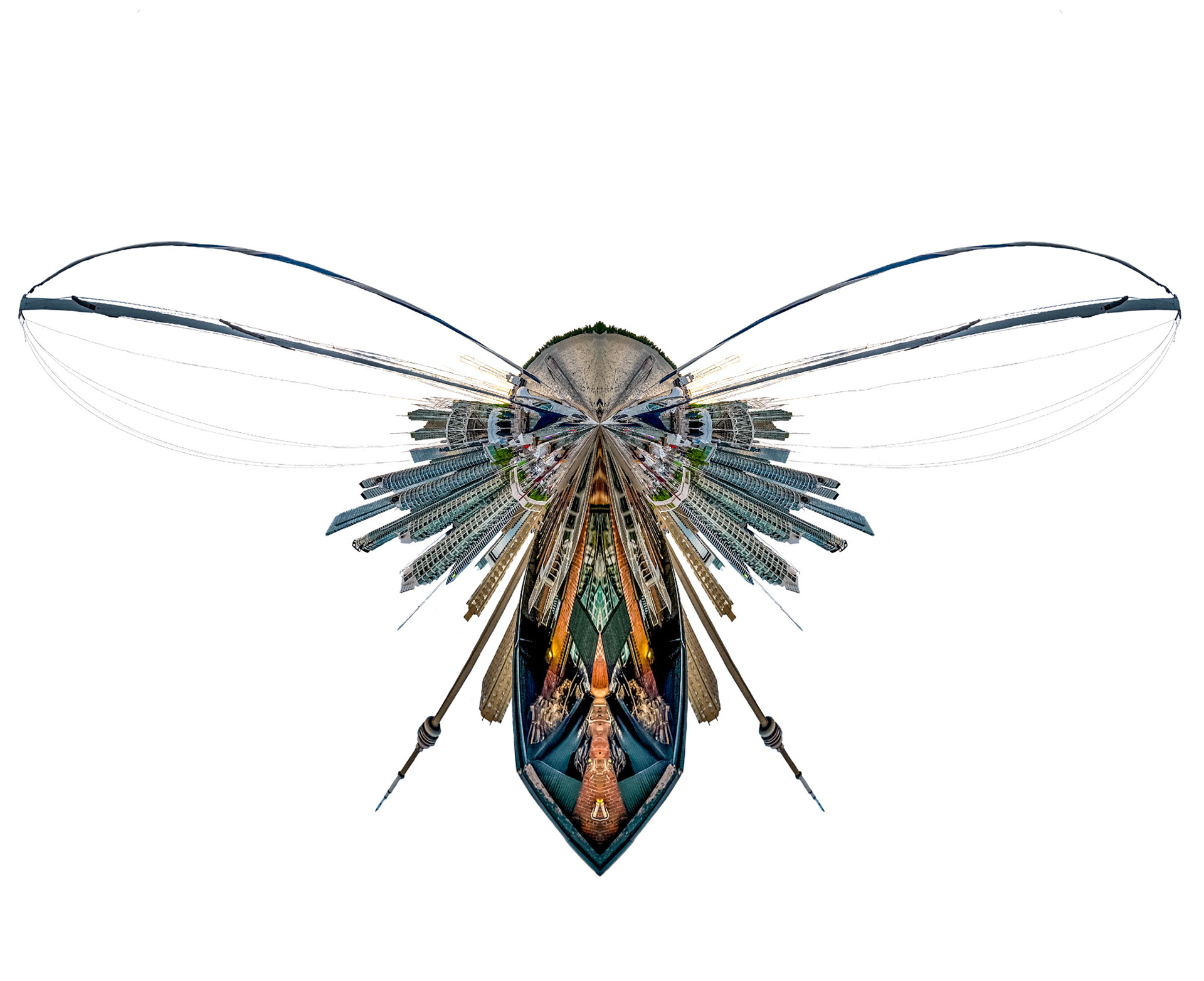 Harbourfly