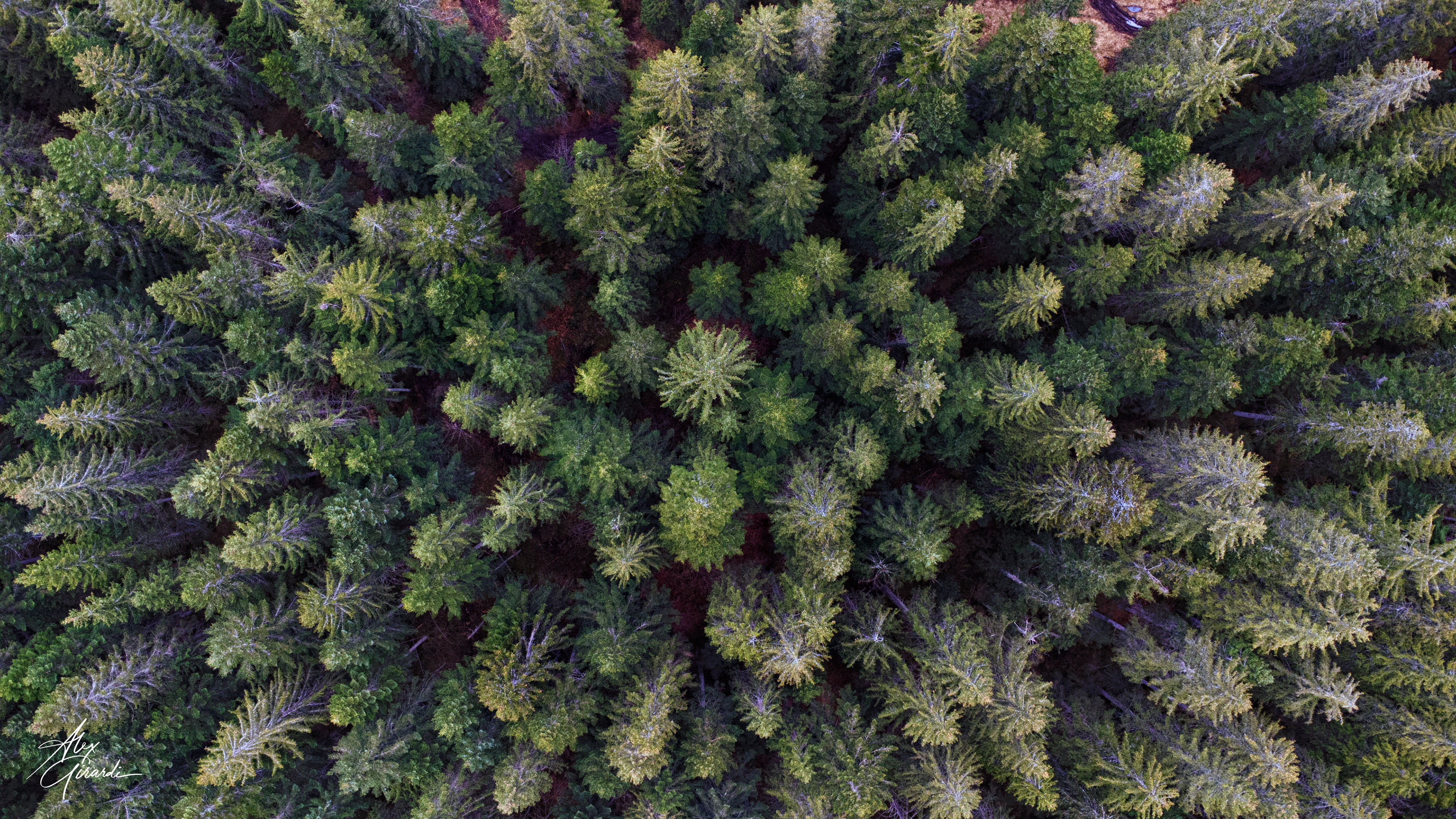 Wood in Auronzo di Cadore - IT