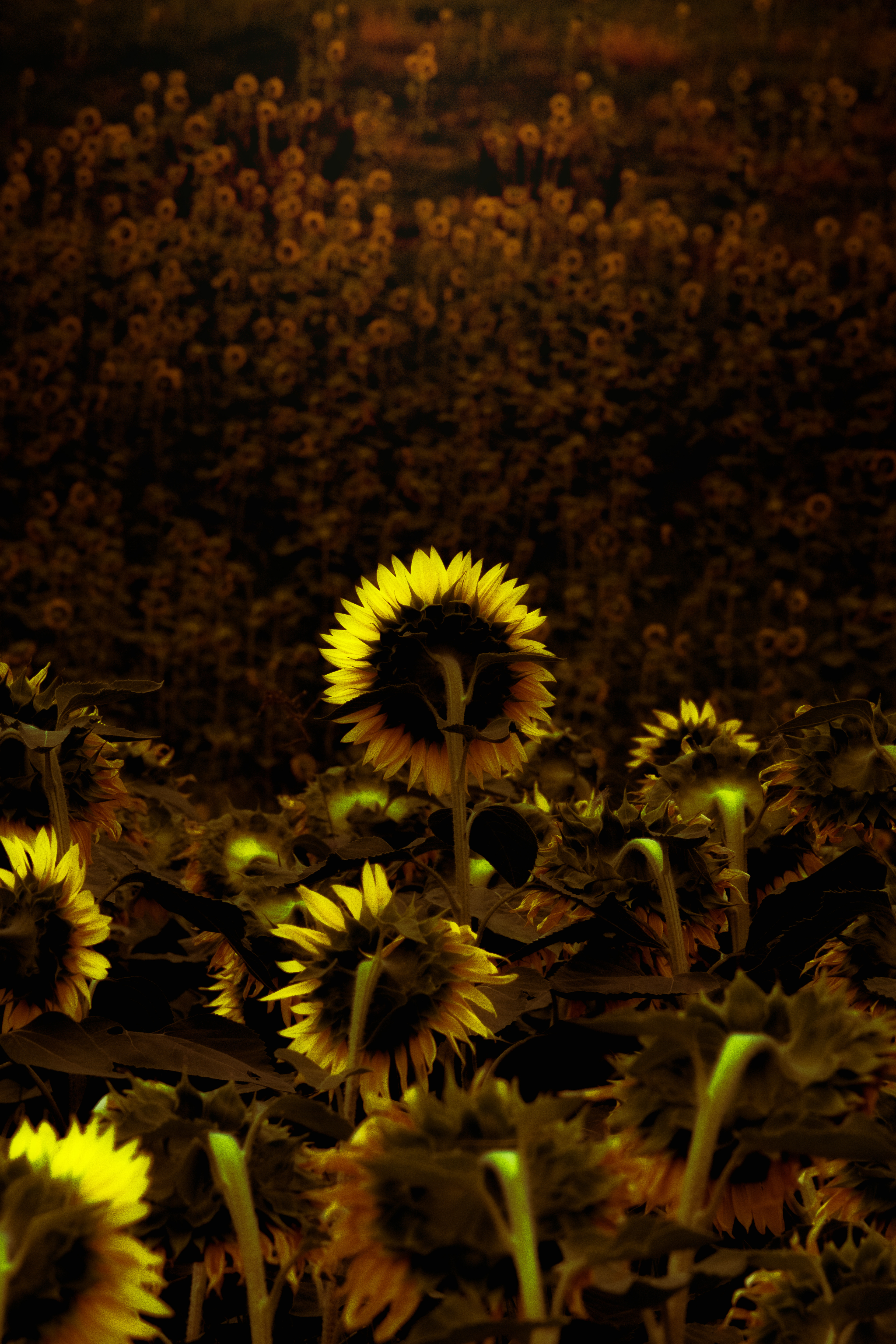 Valle di girasoli, Marche - 2021