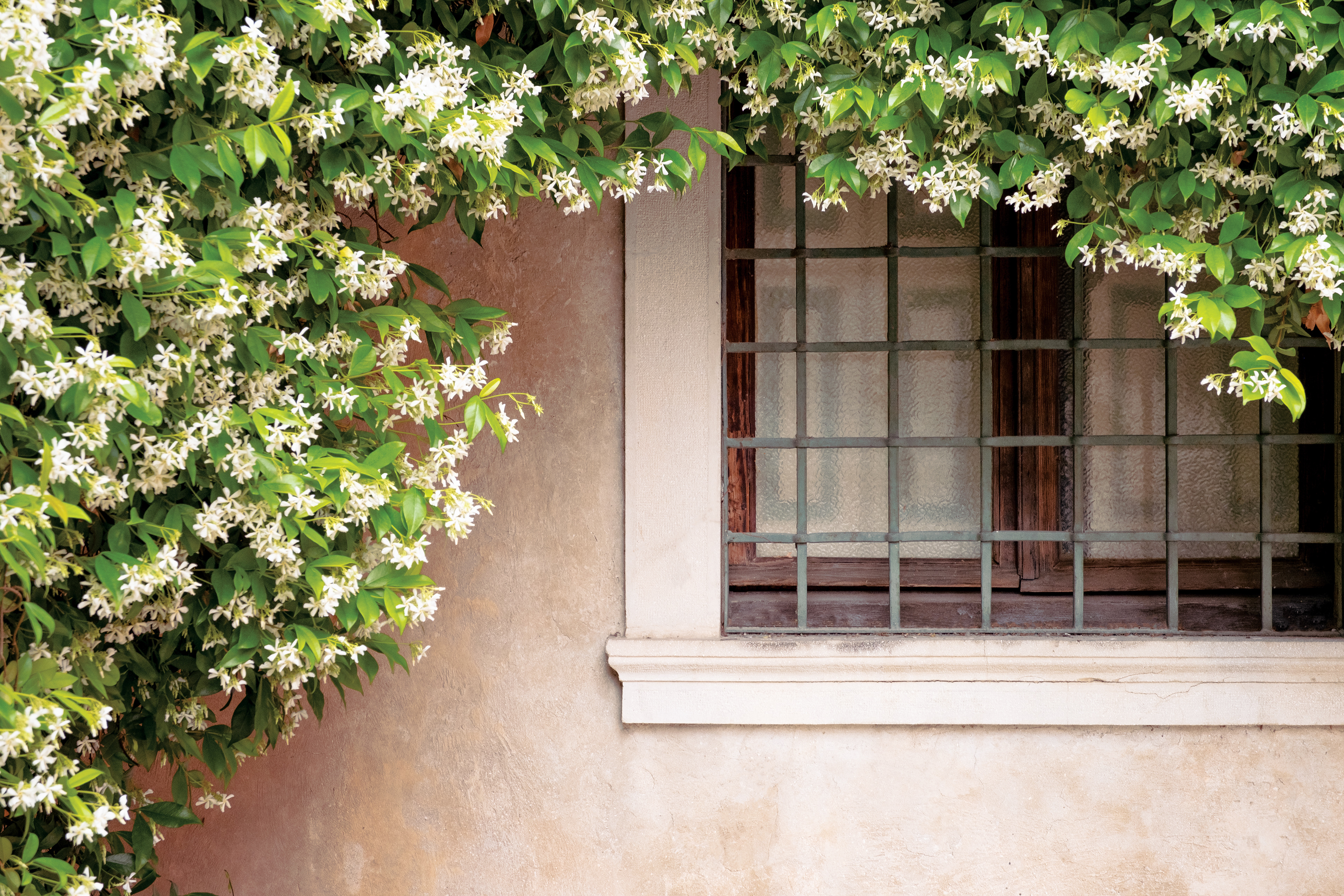 Jasmin in my hometown, San Vito al Tagliamento IT