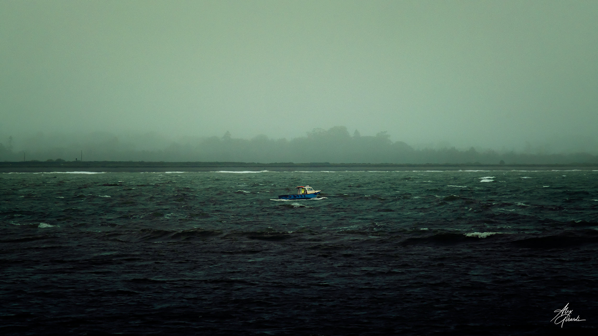 Sealife in Wicklow - Ireland