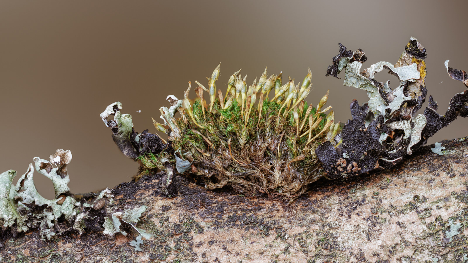 Lichen Moss and Fungi