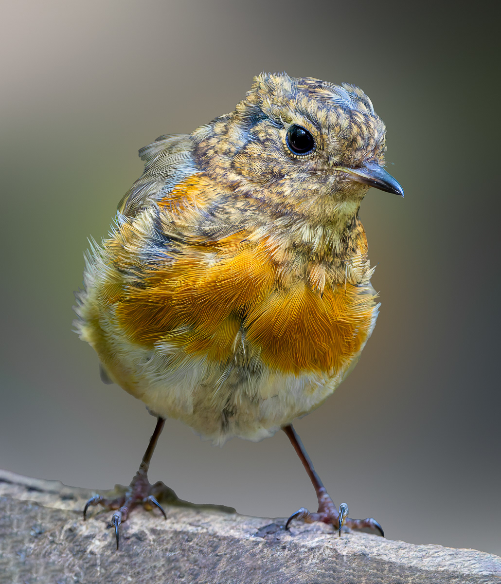 Juvenile Robin