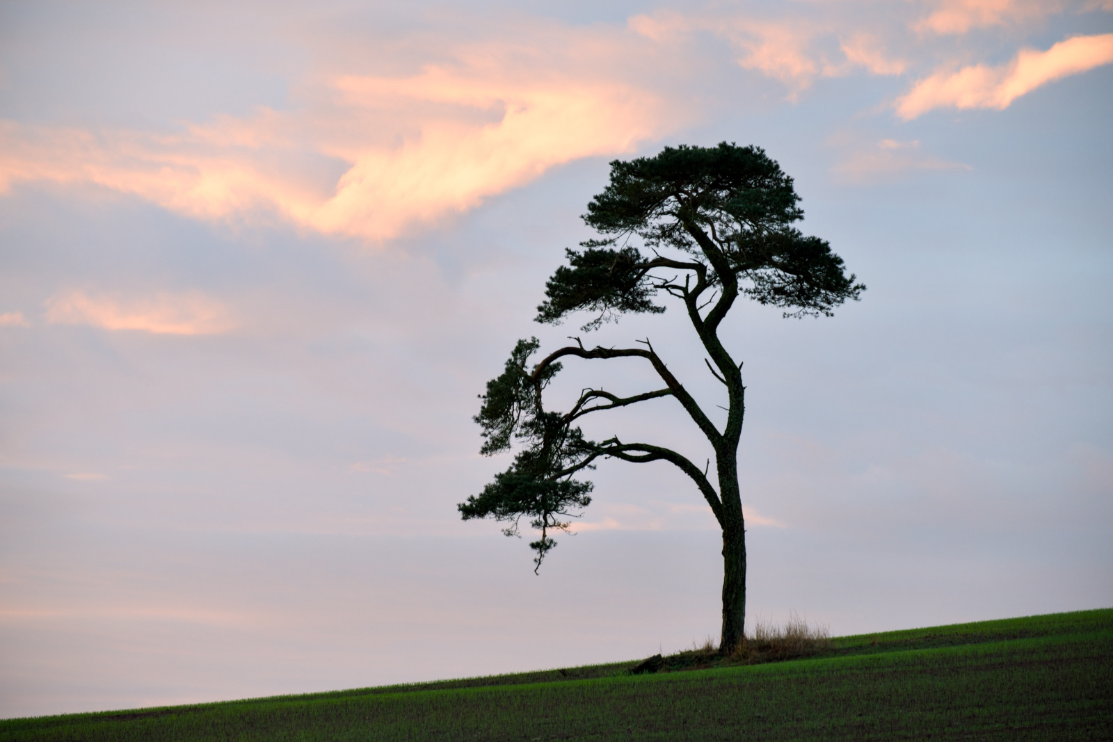 Tree at dawn