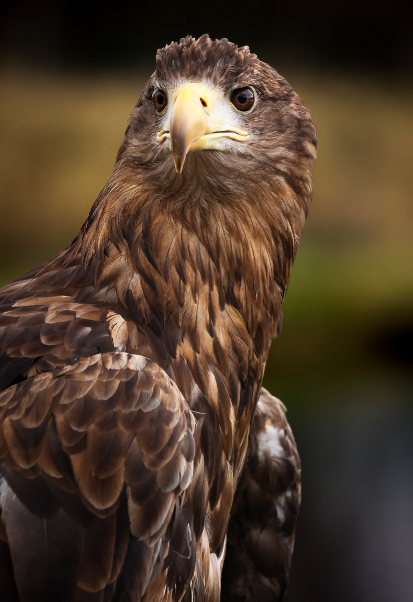 Golden Eagle