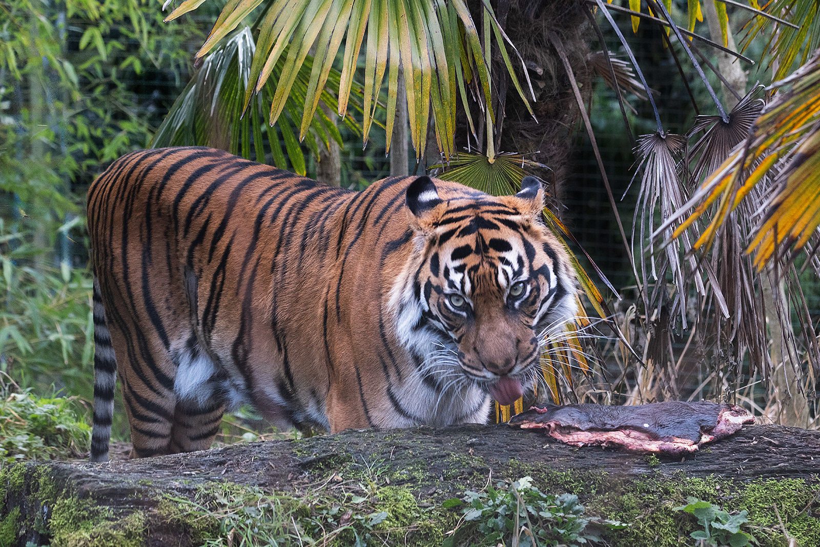 Lip-smacking lunch 