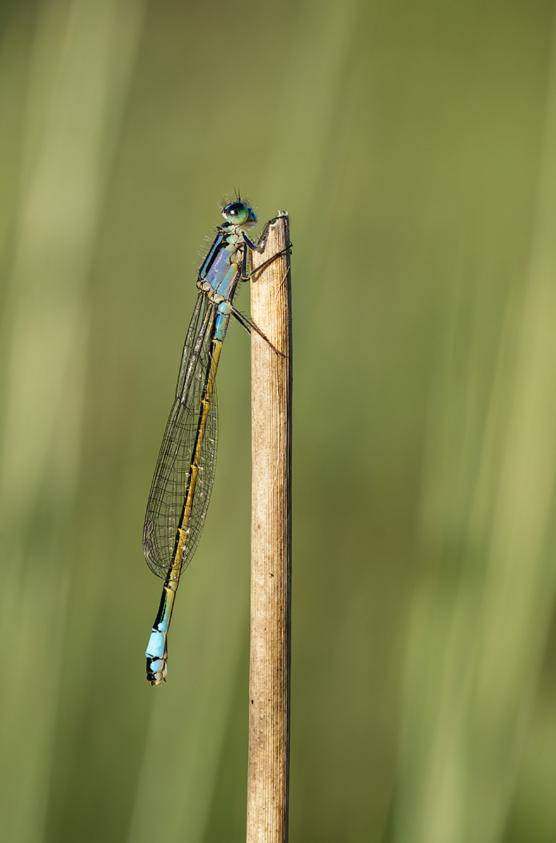 Fragility in Focus