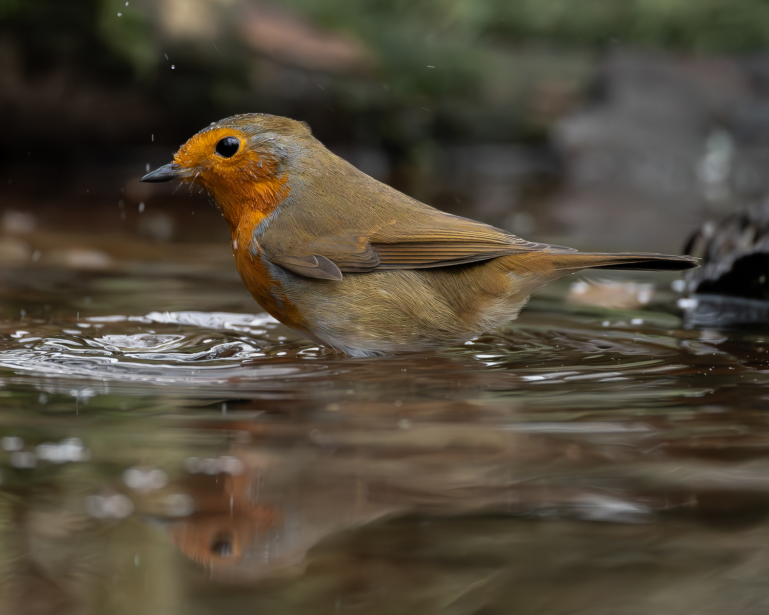 Robin Bathtime