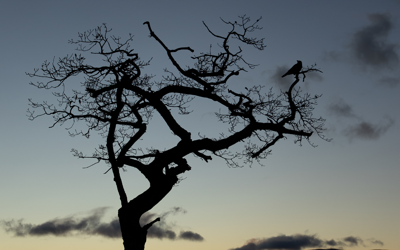 The Crow
