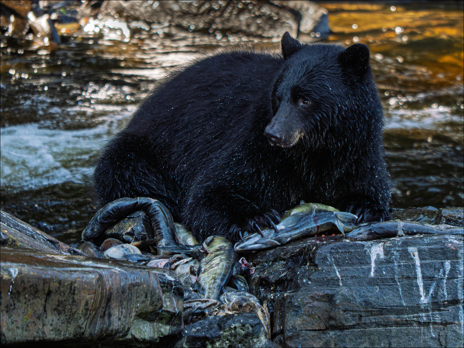 Black Bear at Neets Bay