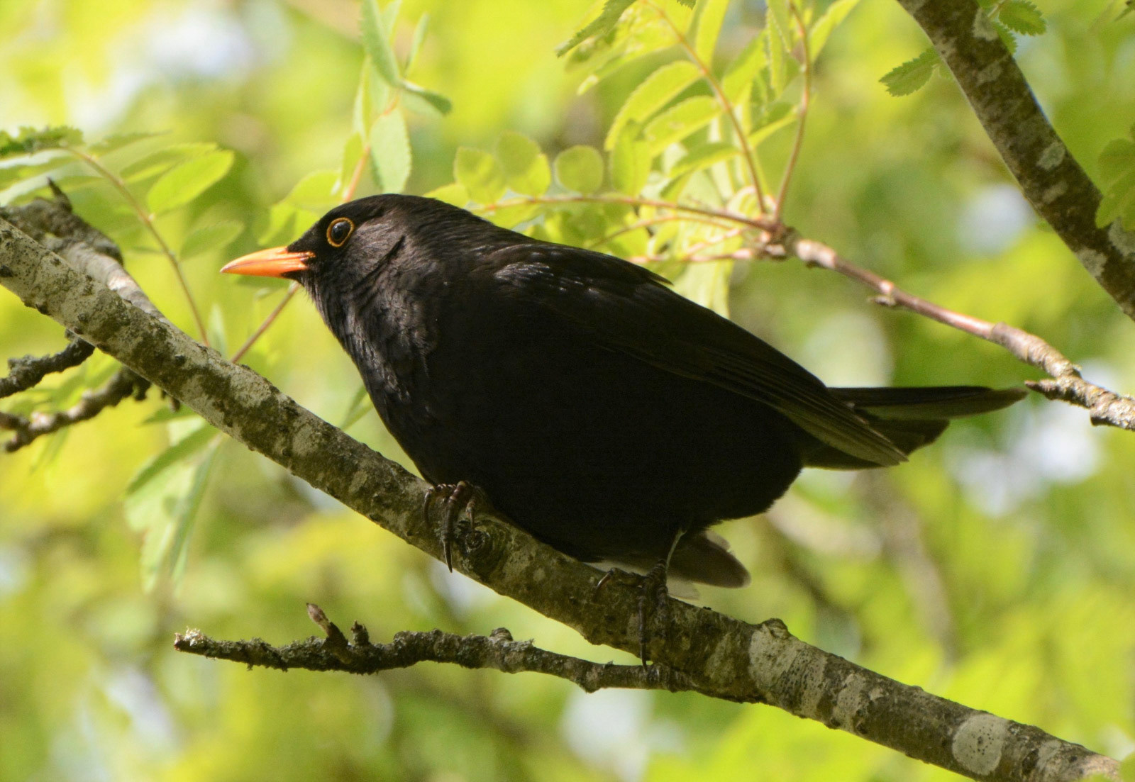 Blackbird