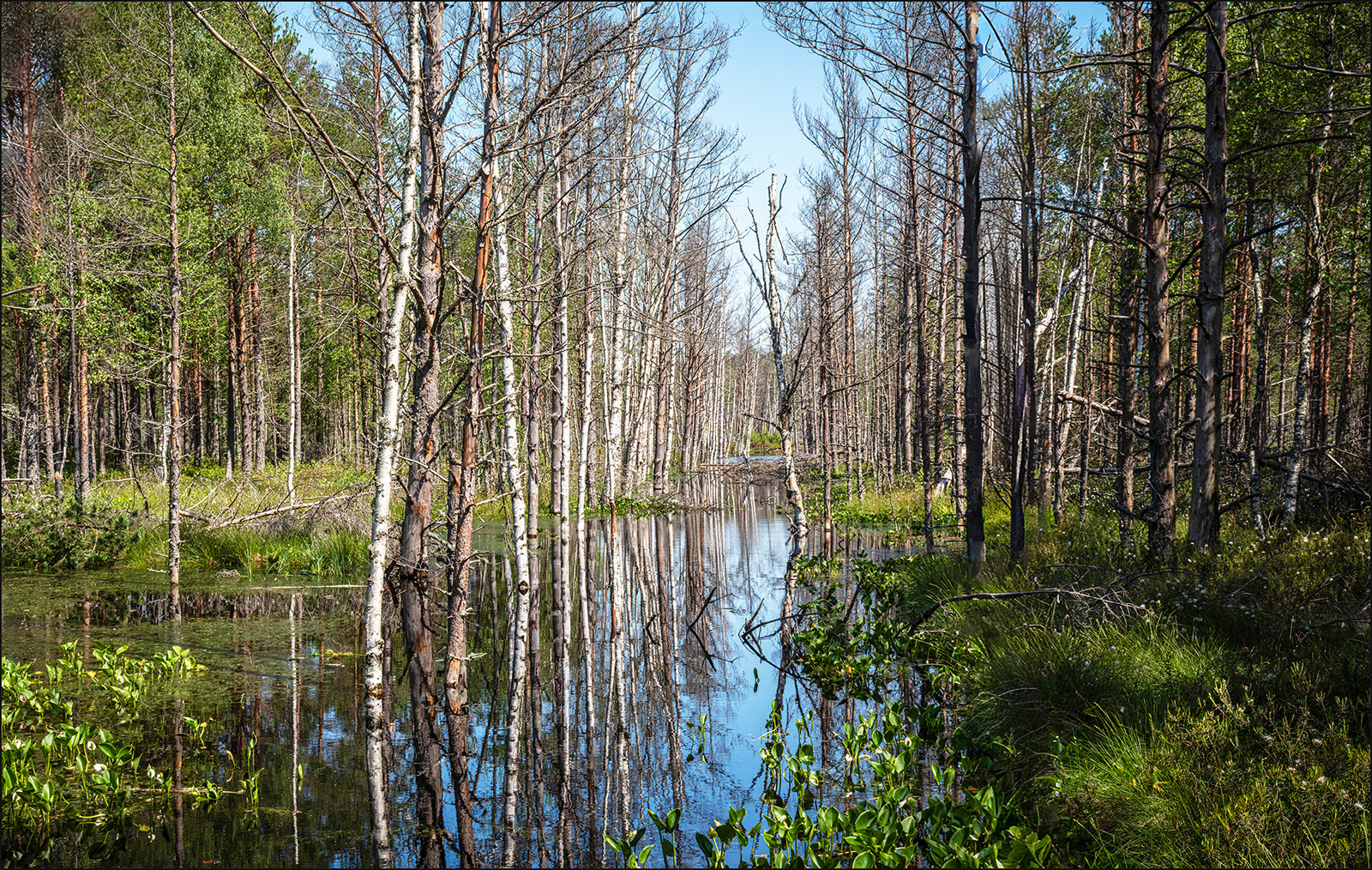 Bog reflections