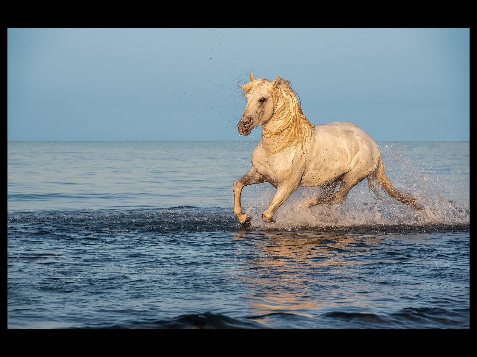 Early Morning Splash