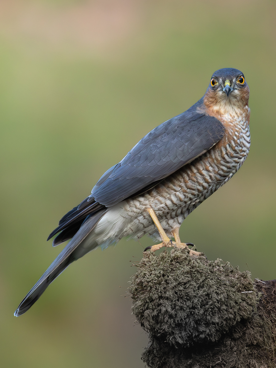 Sparrow Hawk