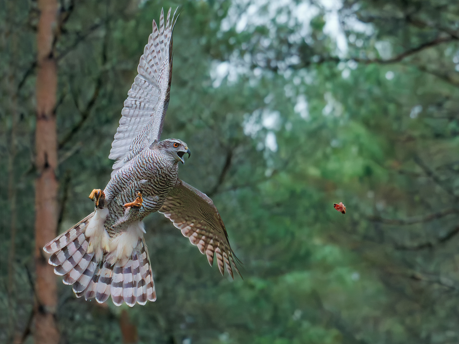 Goshawk on the Hunt
