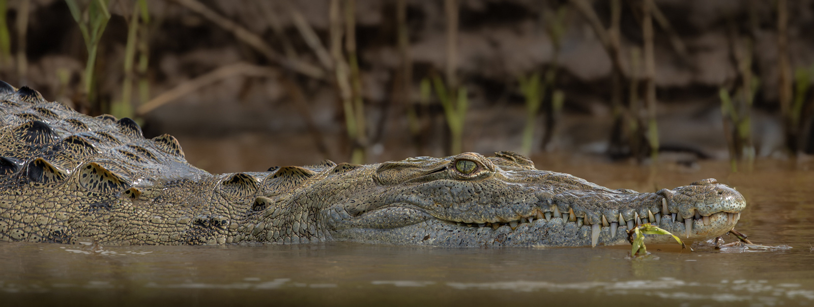 A Great Pair of Nashers