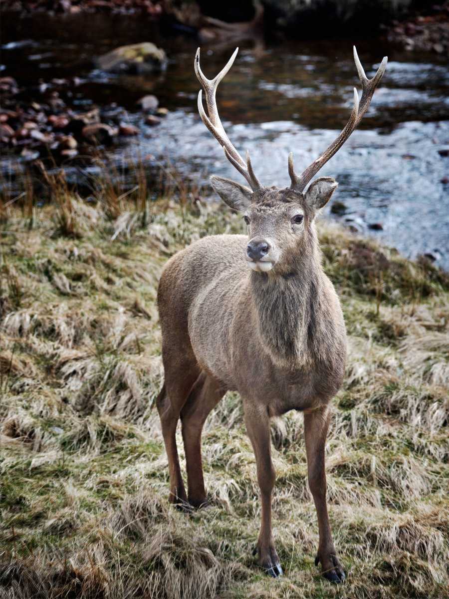 Laird of the moor 