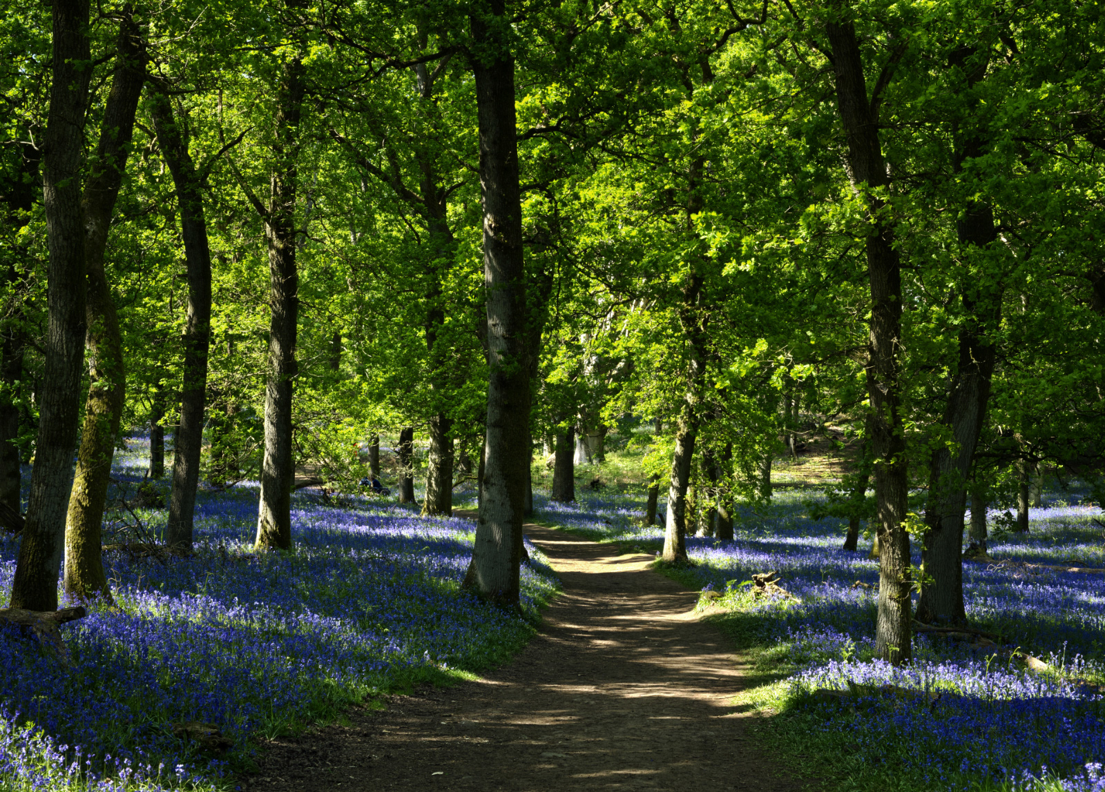 Dappled Light at Kinclaven Woods