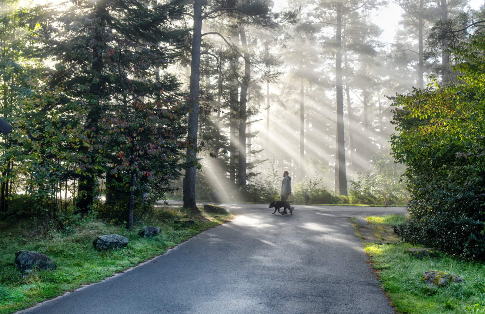 Early Morning Walk
