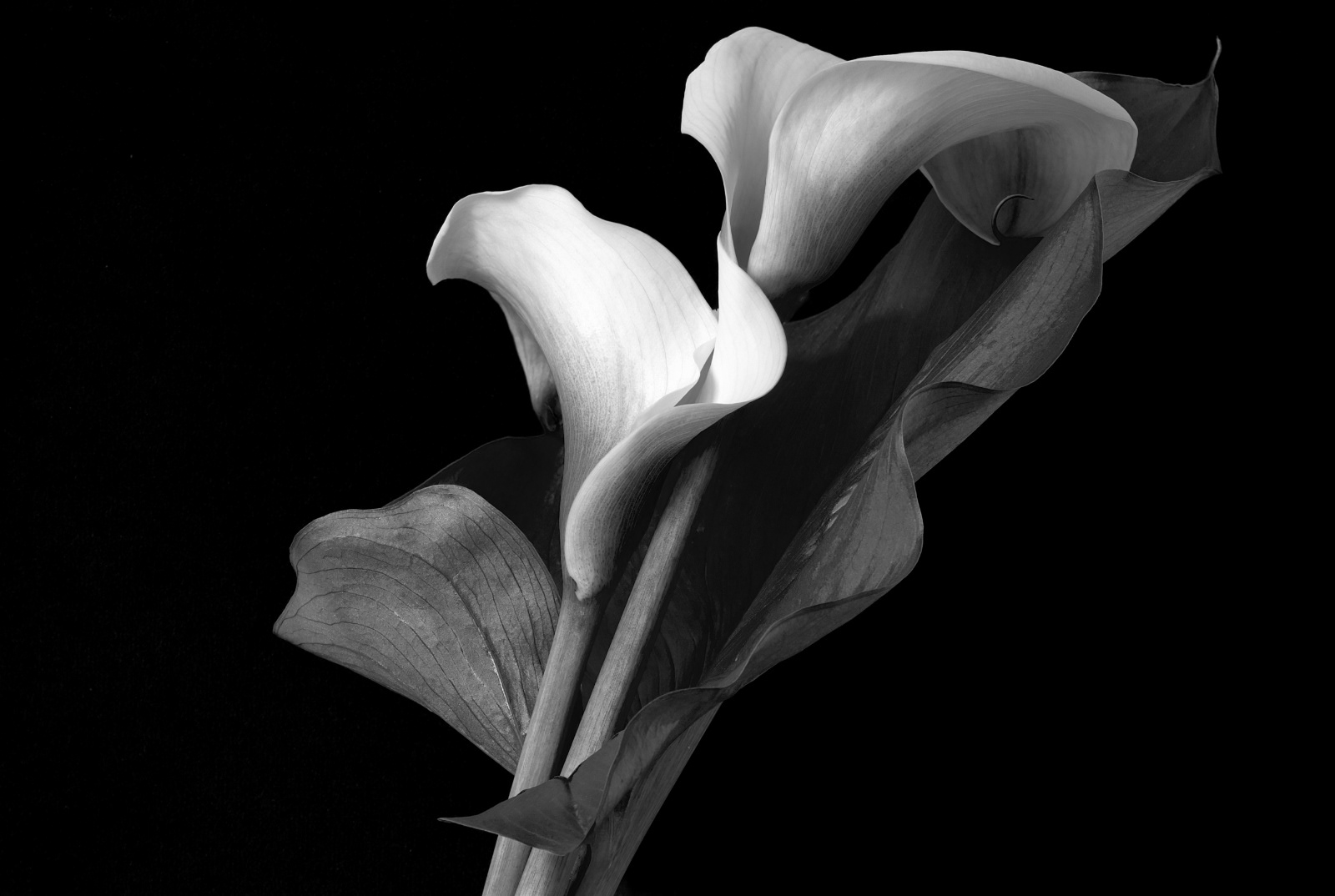 Embrace