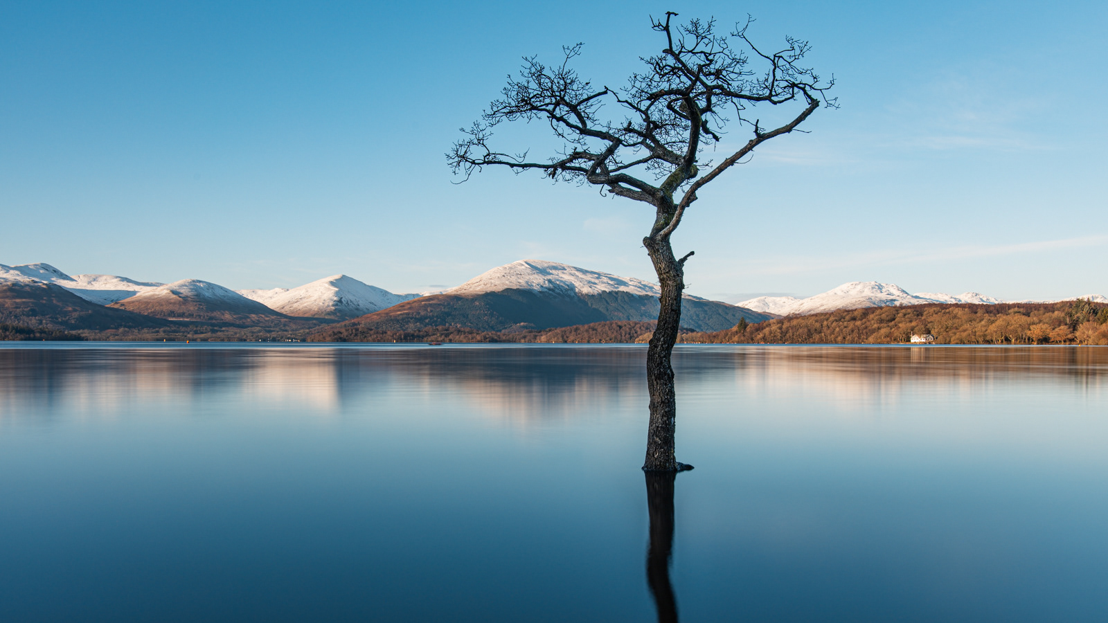 Lone Loch Tree in Winter